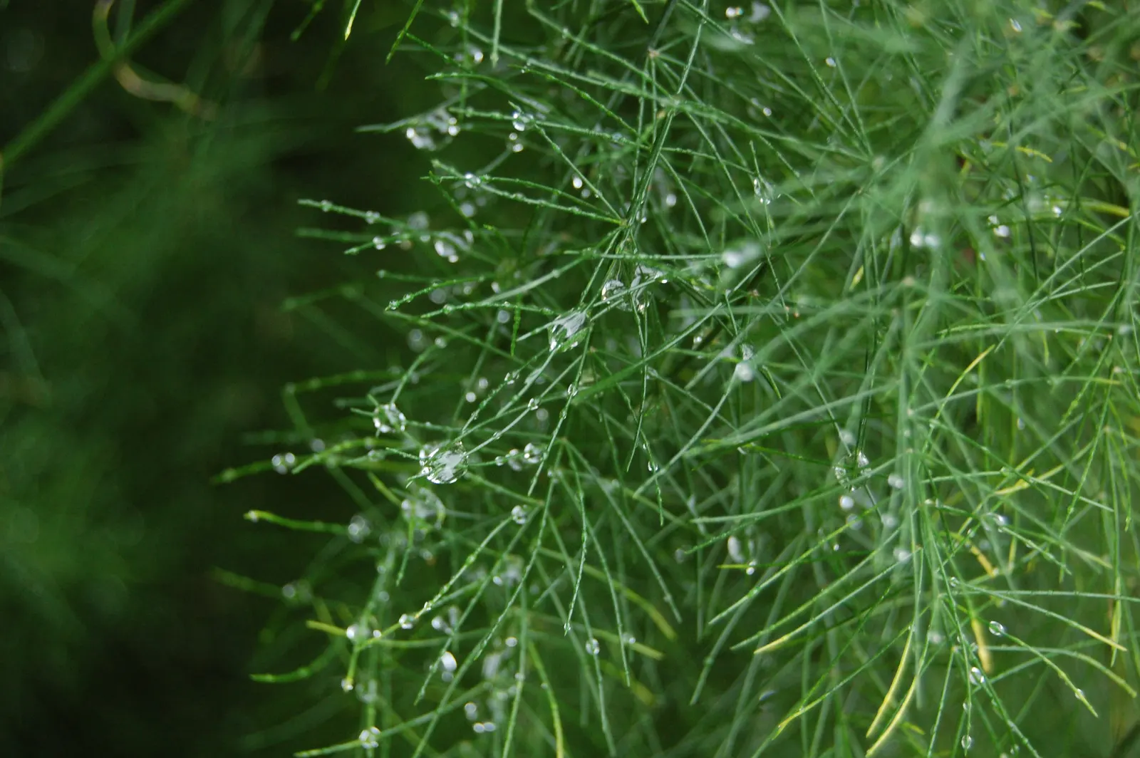 Edible Asparagus (Asparagus Officinalis) — Department of Agriculture plant hardiness zones 3 through 8; cultivated for its tender shoots or "spears," it