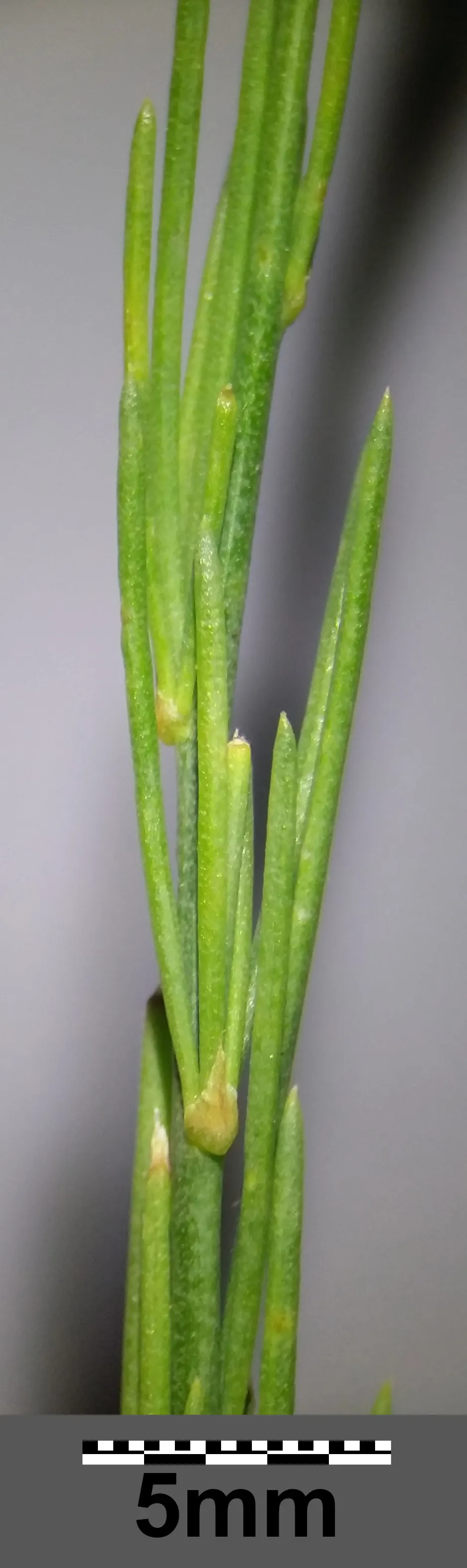 Edible Asparagus (Asparagus Officinalis) — Space rows 3-6 feet apart to accommodate mature spread; allowing about 12 to 18 inches between plants, image 54