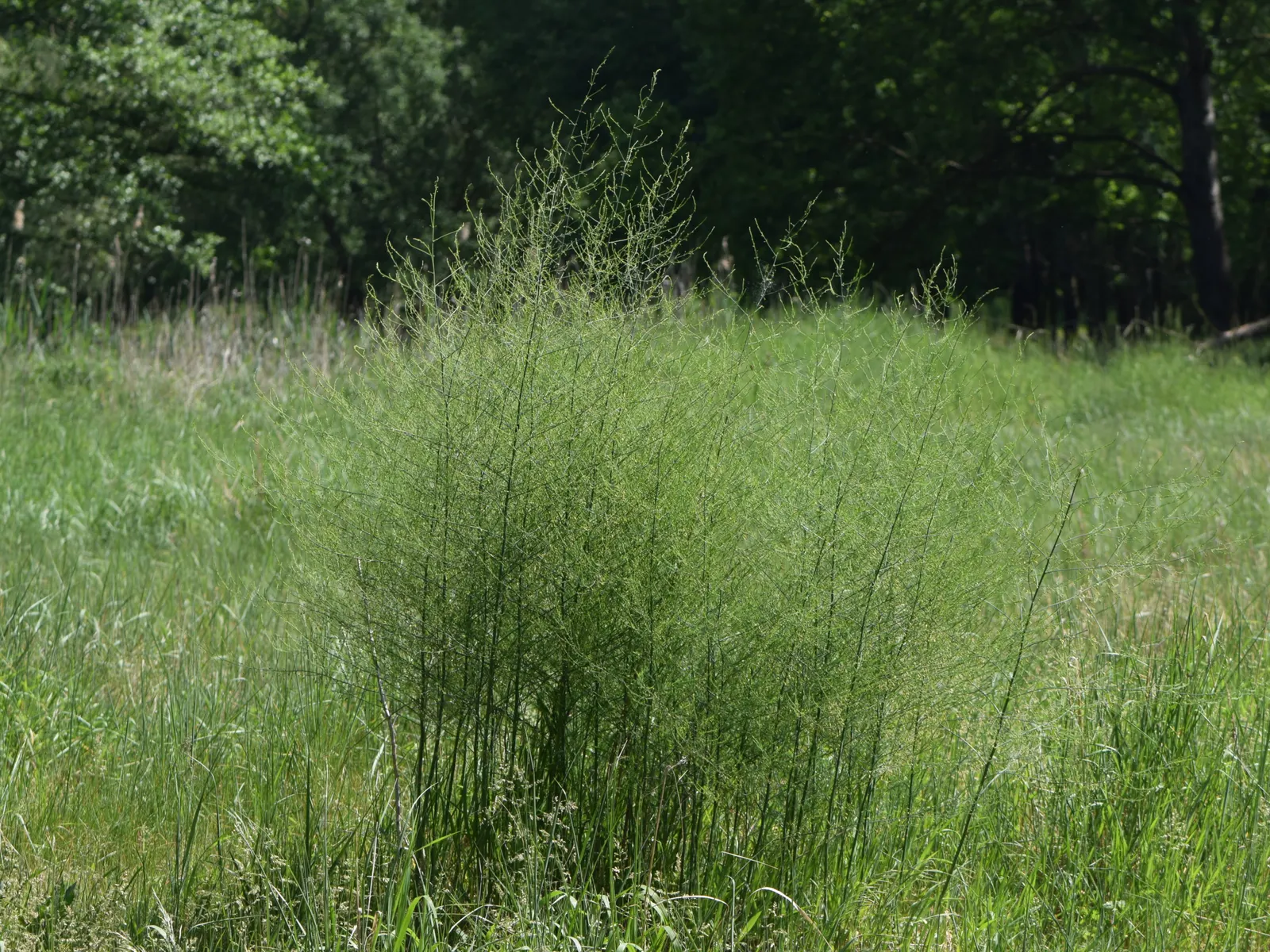 Edible Asparagus (Asparagus Officinalis) — is a perennial flowering plant species valued both for its culinary and ornamental virtues; zones 4-9, image 56