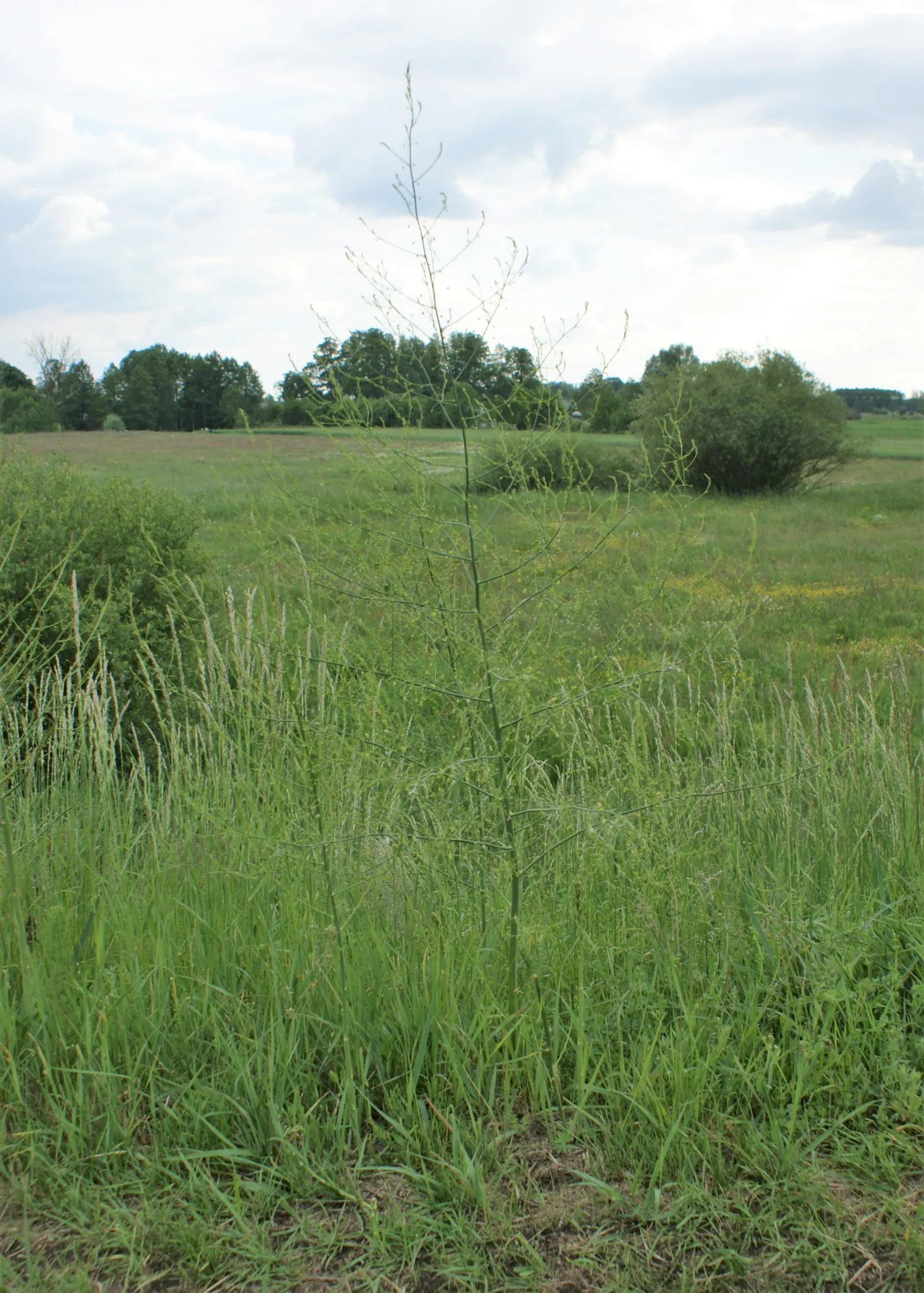 Edible Asparagus (Asparagus Officinalis) — Cultivated for its tender shoots or "spears," it thrives in full sun and well-drained soil
