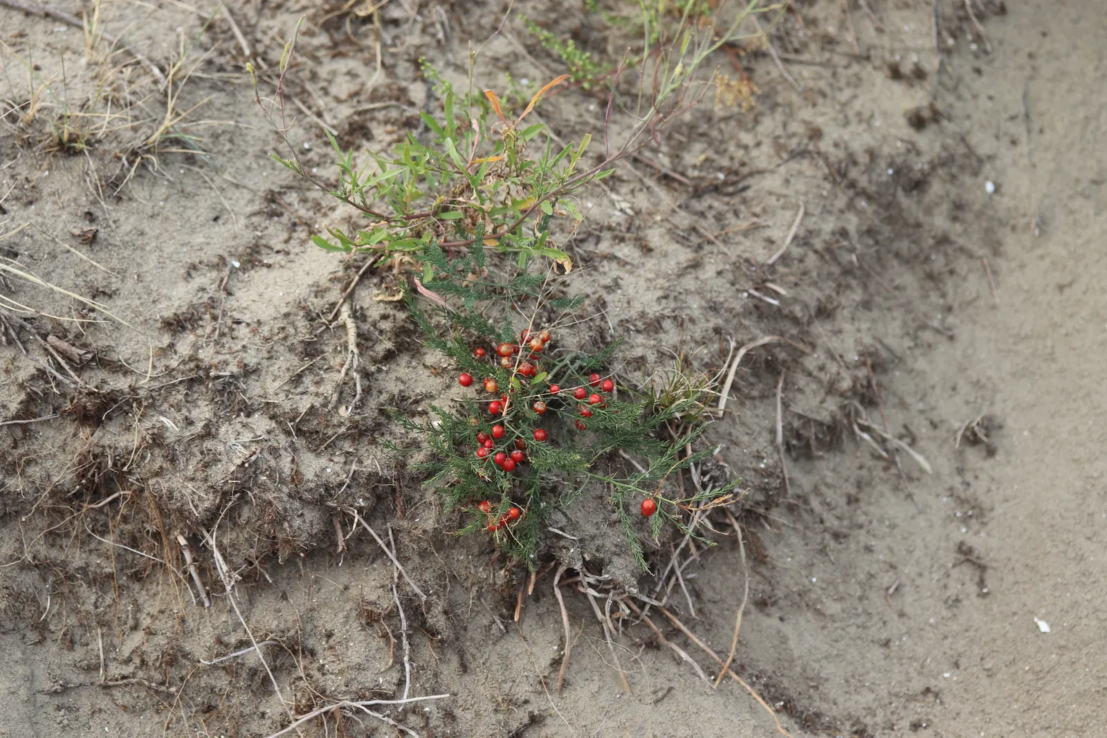 Edible Asparagus (Asparagus Officinalis) — Asparagus officinalis, commonly known as Edible Asparagus, is a perennial flowering plant; achieving a, image 97