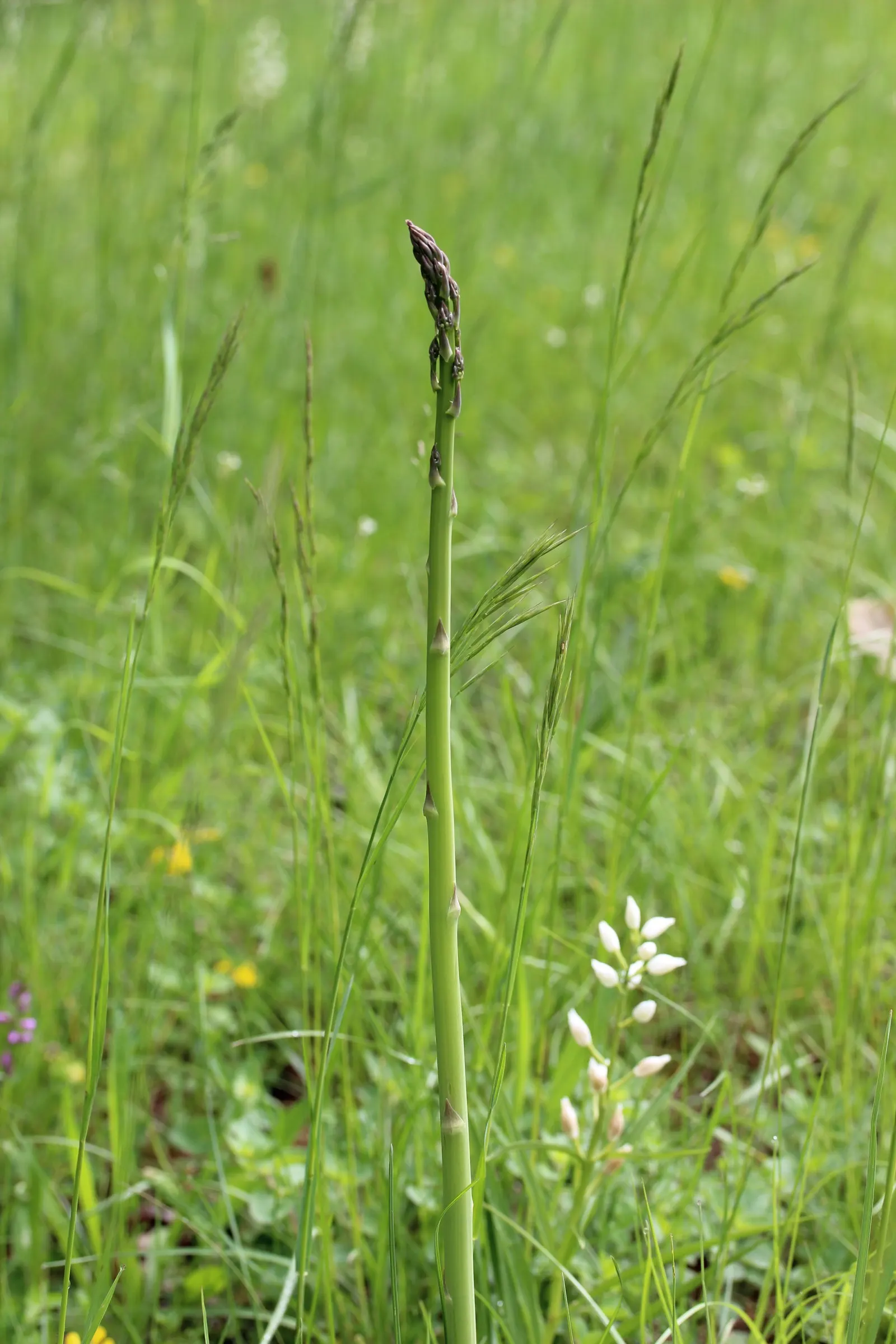 Edible Asparagus (Asparagus Officinalis) — Space rows 3-6 feet apart to accommodate mature spread; allowing about 12 to 18 inches between plants, image 78