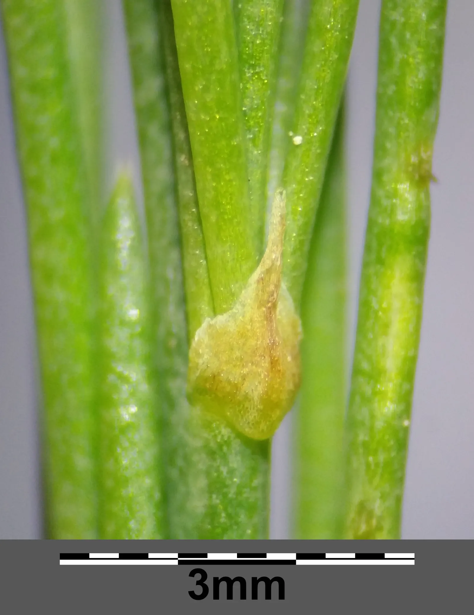 Edible Asparagus (Asparagus Officinalis) — Cultivated for its tender shoots or "spears," it thrives in full sun and well-drained soil; department of, image 74