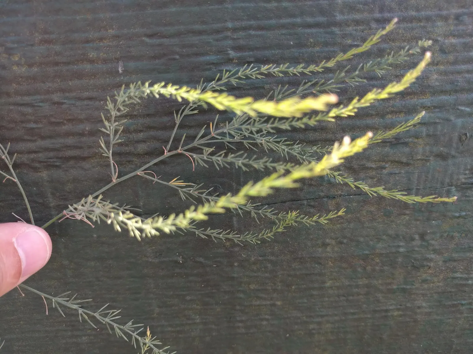 Edible Asparagus (Asparagus Officinalis) — Asparagus officinalis can be planted in a dedicated vegetable garden or integrated into ornamental, image 92