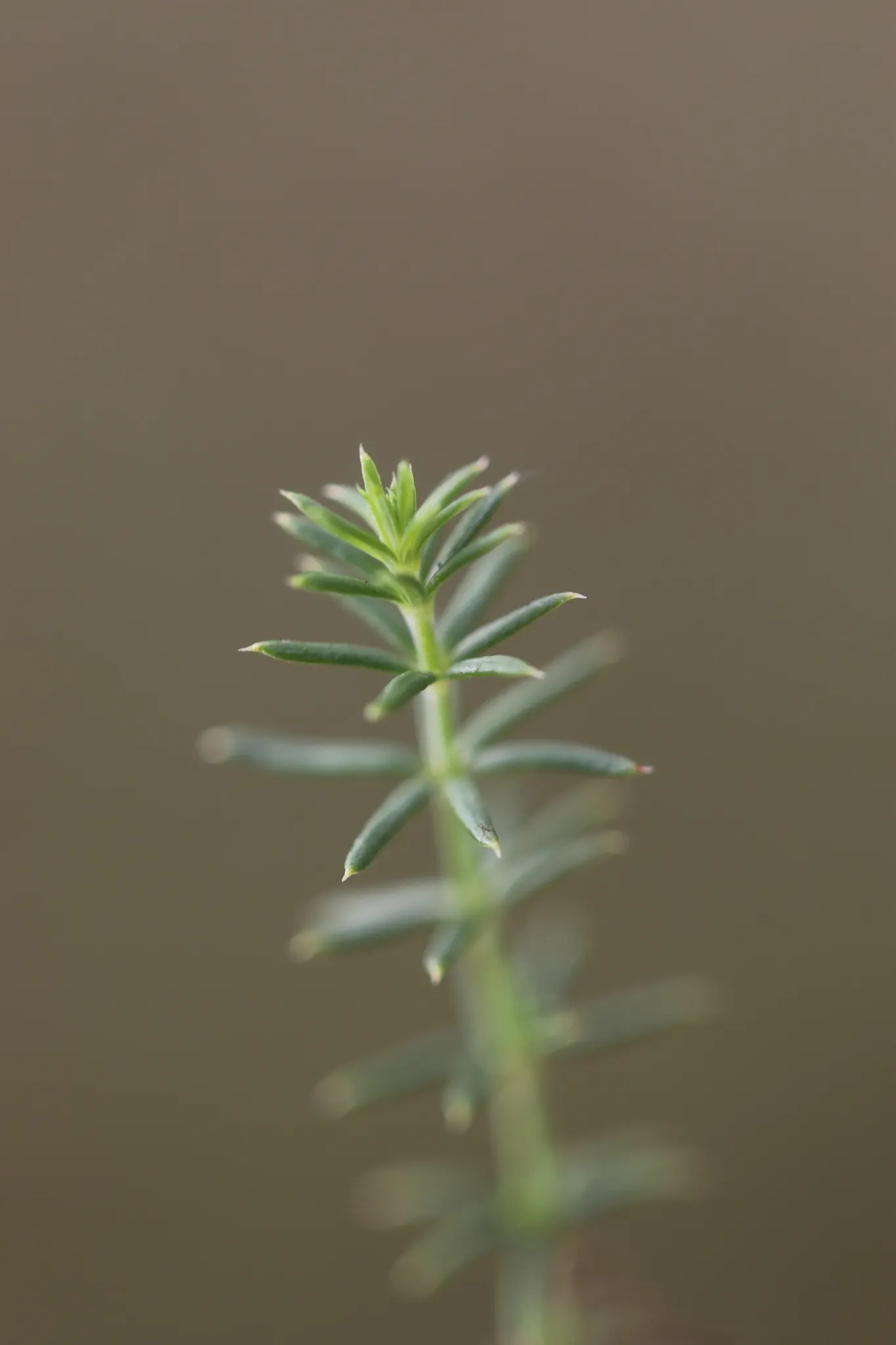 Edible Asparagus (Asparagus Officinalis) — Spears rise from a crown planted about 12-18 inches apart; contributing to the garden's autumnal palette, image 99