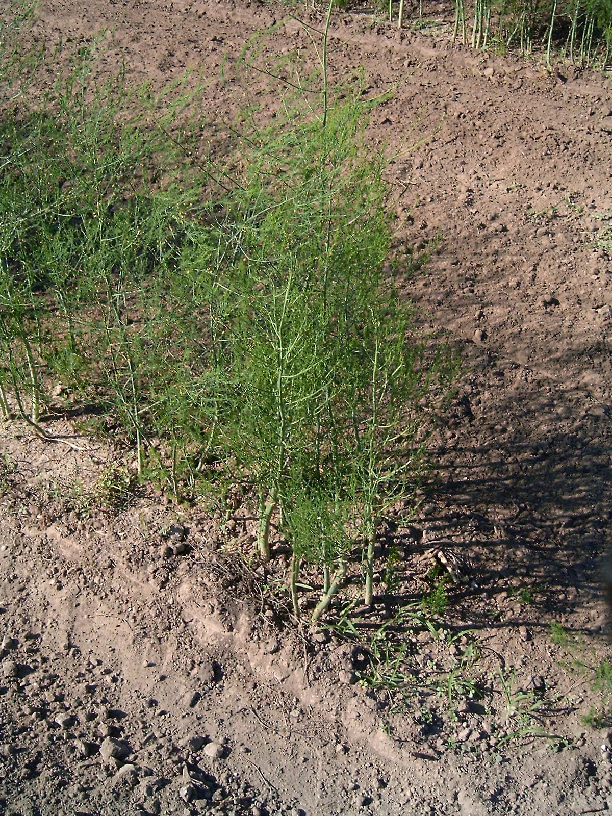 Edible Asparagus (Asparagus Officinalis) — white flowers in the garden; commonly known as Edible Asparagus, image 70