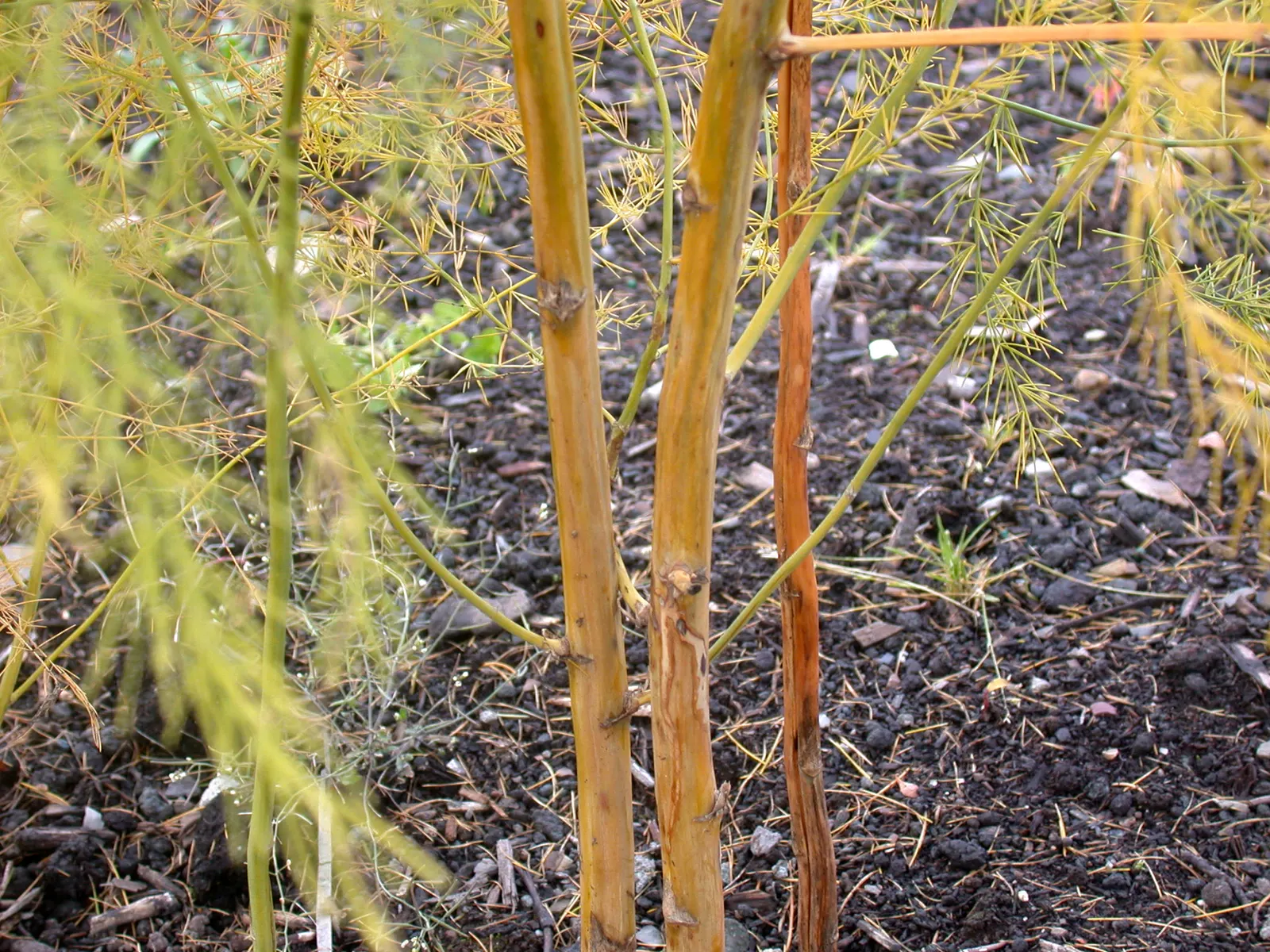 Edible Asparagus (Asparagus Officinalis) — plant crowns at a depth of approximately 6 to 8 inches below the soil surface; vegetable with white, image 86
