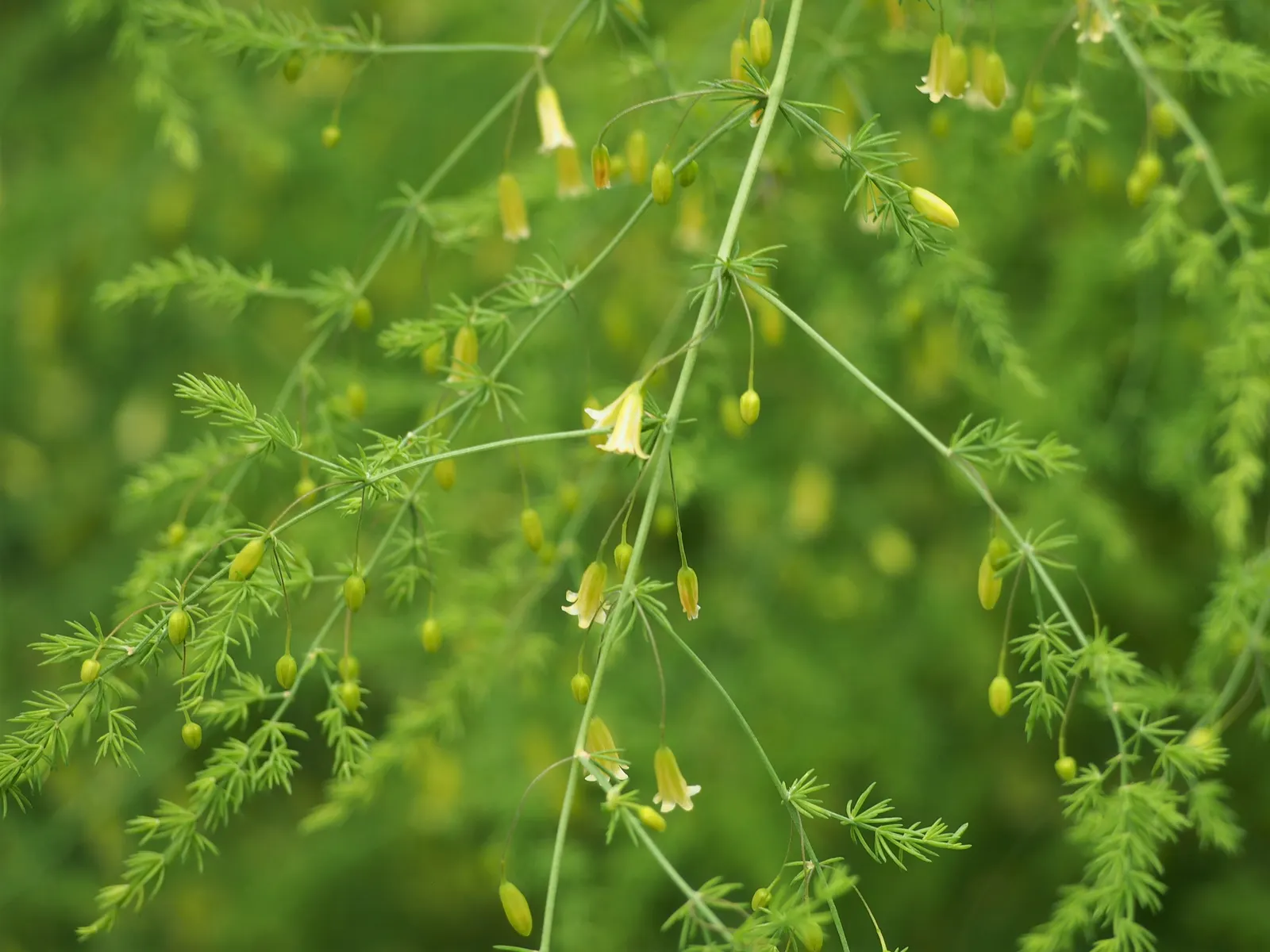 Edible Asparagus (Asparagus Officinalis) — allowing about 12 to 18 inches between plants