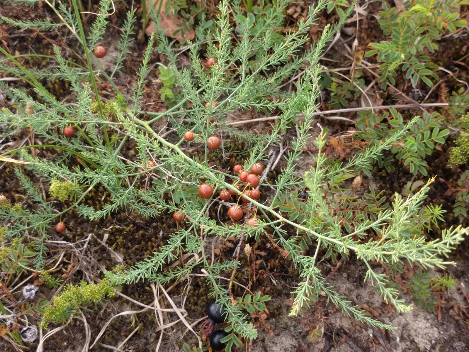 Edible Asparagus (Asparagus Officinalis) — However, it is the young shoots, or 'spears', that are harvested as a vegetable during the spring; feathery greenery