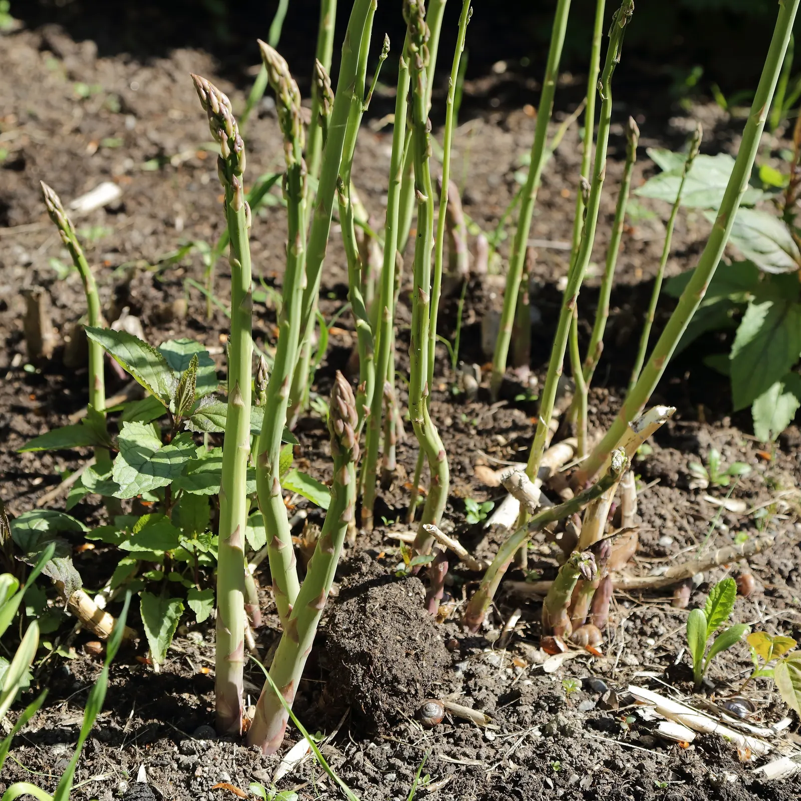 Edible Asparagus (Asparagus Officinalis) — This spacing ensures that the extensive root system has enough room to develop; and well-drained soil.<br><br>For