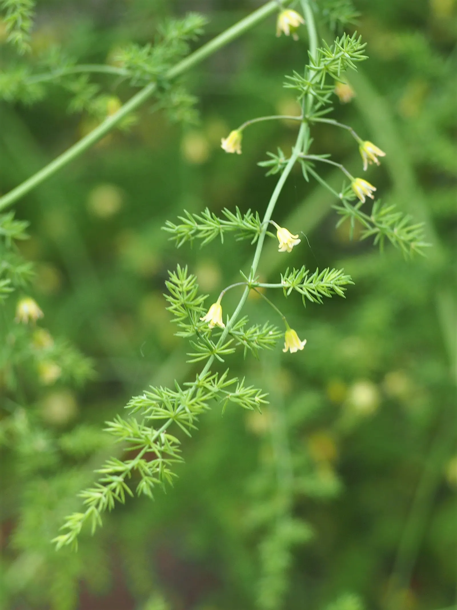 Edible Asparagus (Asparagus Officinalis) — contributing to the garden's autumnal palette; spears rise from a crown planted about 12-18 inches apart, image 66