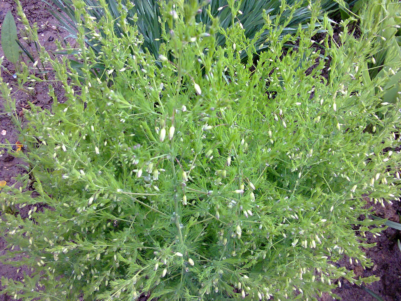 Edible Asparagus (Asparagus Officinalis) — Zones 4-9 suit its growth, requiring minimal care post-establishment