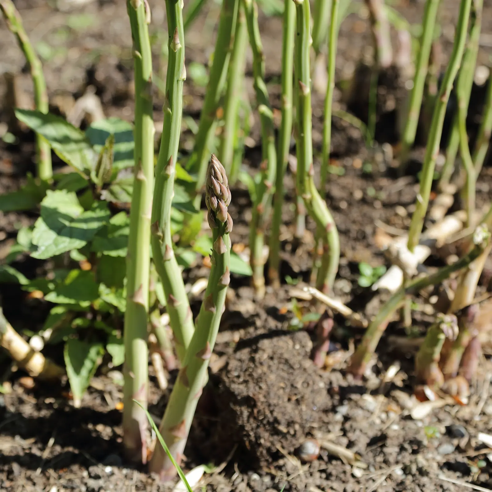 Edible Asparagus (Asparagus Officinalis) — However, it is the young shoots, or 'spears', that are harvested as a vegetable during the spring, image 67