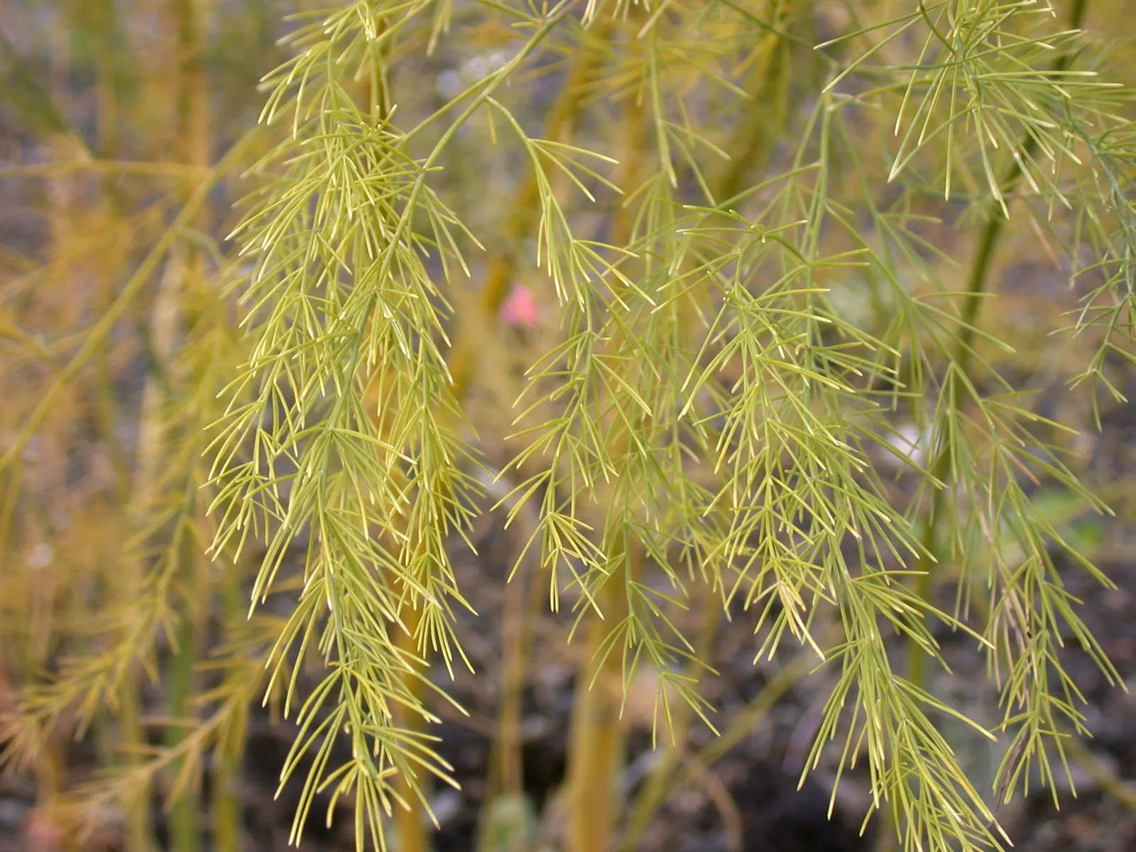 Edible Asparagus (Asparagus Officinalis) — and well-drained soil.<br><br>For optimal growth; this spacing ensures that the extensive root system, image 85