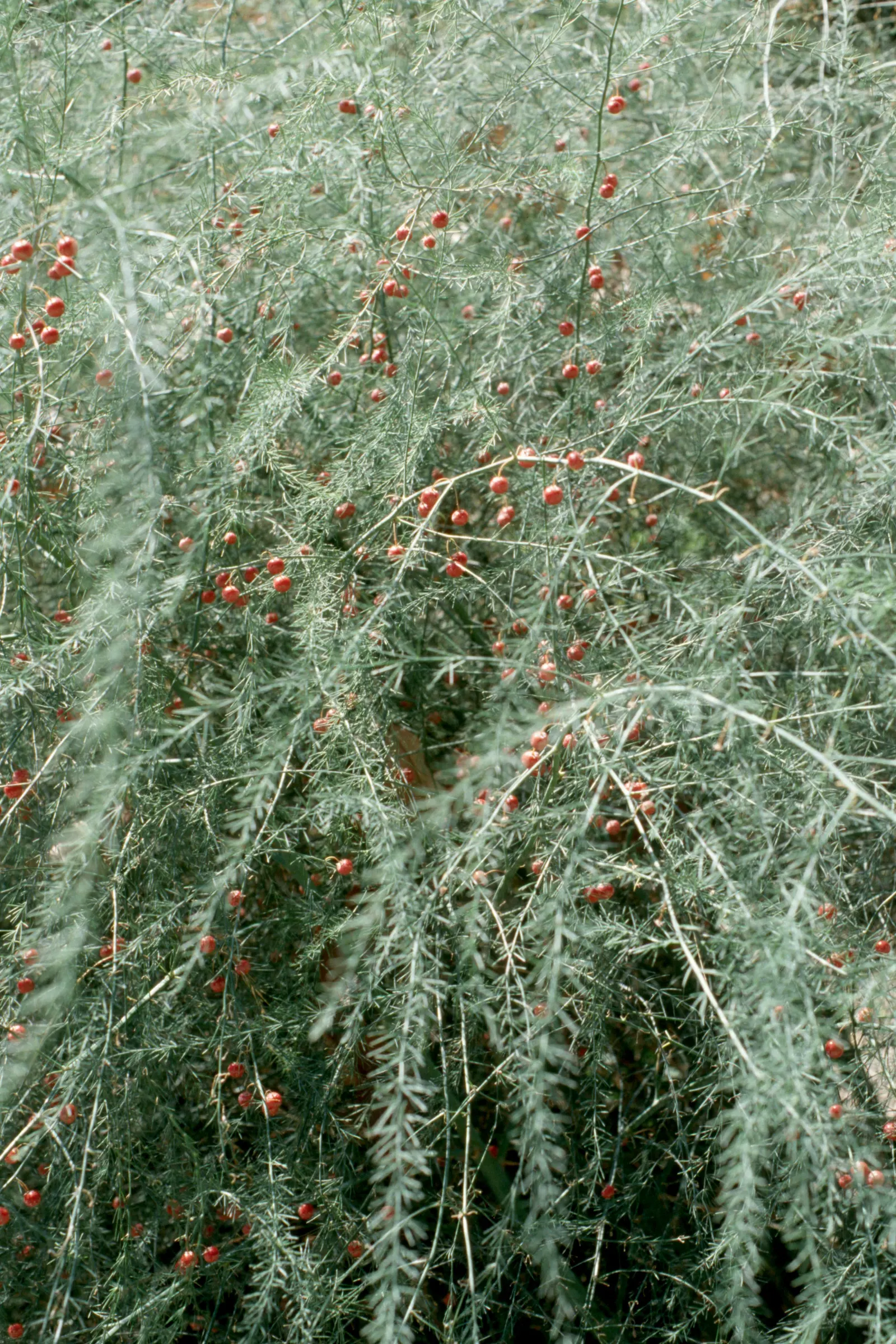 Edible Asparagus (Asparagus Officinalis) — vegetable with white blooms; plant crowns at a depth of approximately 6 to 8 inches below the soil, image 95