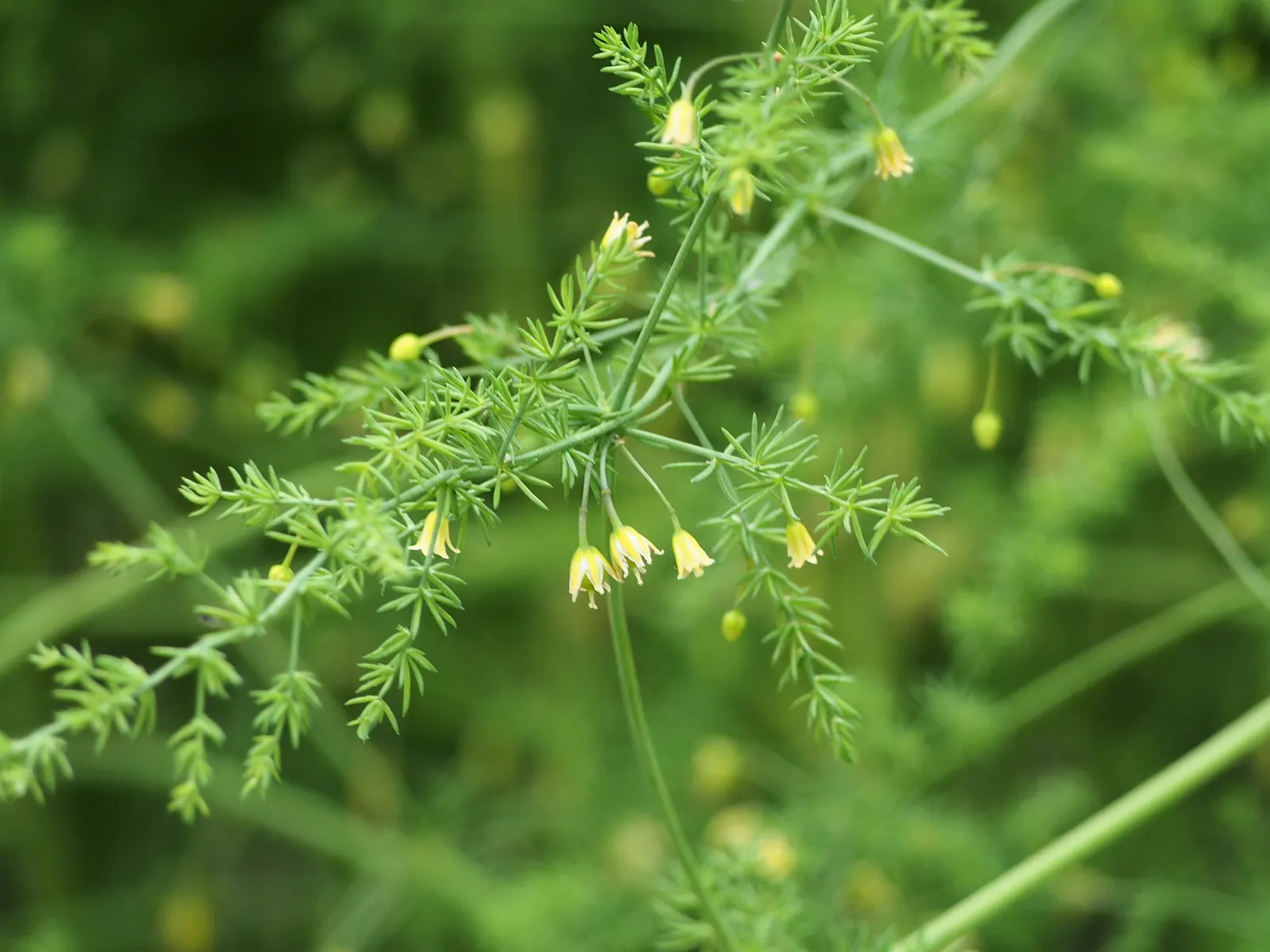 Edible Asparagus (Asparagus Officinalis) — achieving a height of 4-5 feet with fern-like foliage; asparagus officinalis, commonly known as Edible, image 52