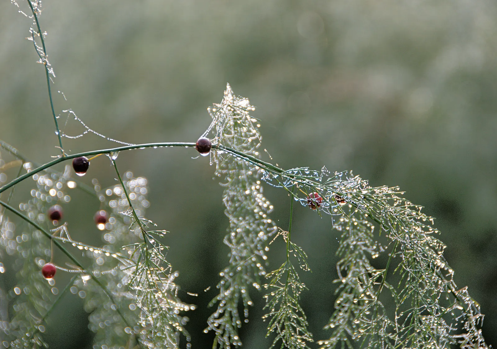 Edible Asparagus (Asparagus Officinalis) — Regular watering and a balanced fertilizer promote healthy growth