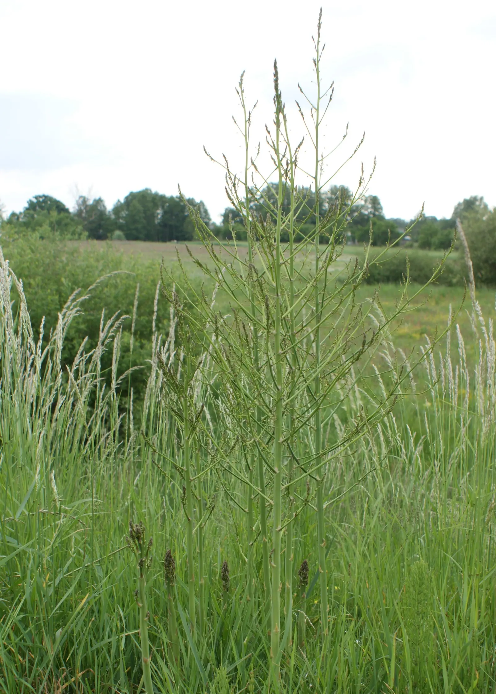 Edible Asparagus (Asparagus Officinalis) — This spacing ensures that the extensive root system has enough room to develop; and well-drained, image 64
