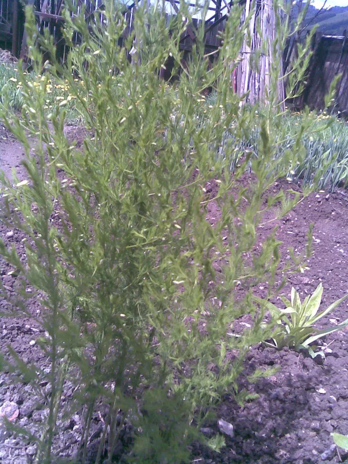 Edible Asparagus (Asparagus Officinalis) — However, it is the young shoots, or 'spears', that are harvested as a vegetable during the spring, image 91