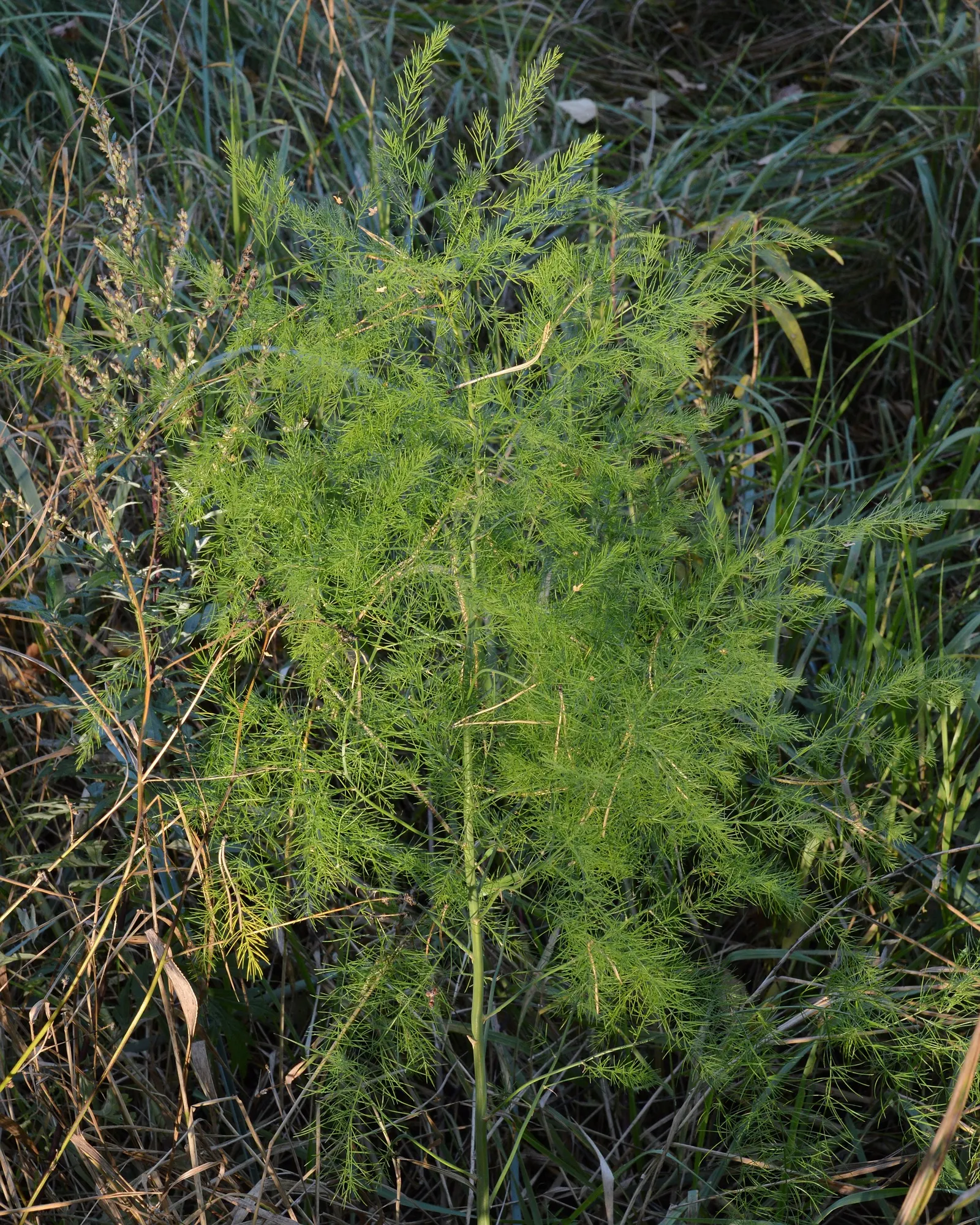 Edible Asparagus (Asparagus Officinalis) — Department of Agriculture plant hardiness zones 3 through 8; cultivated for its tender shoots or, image 83