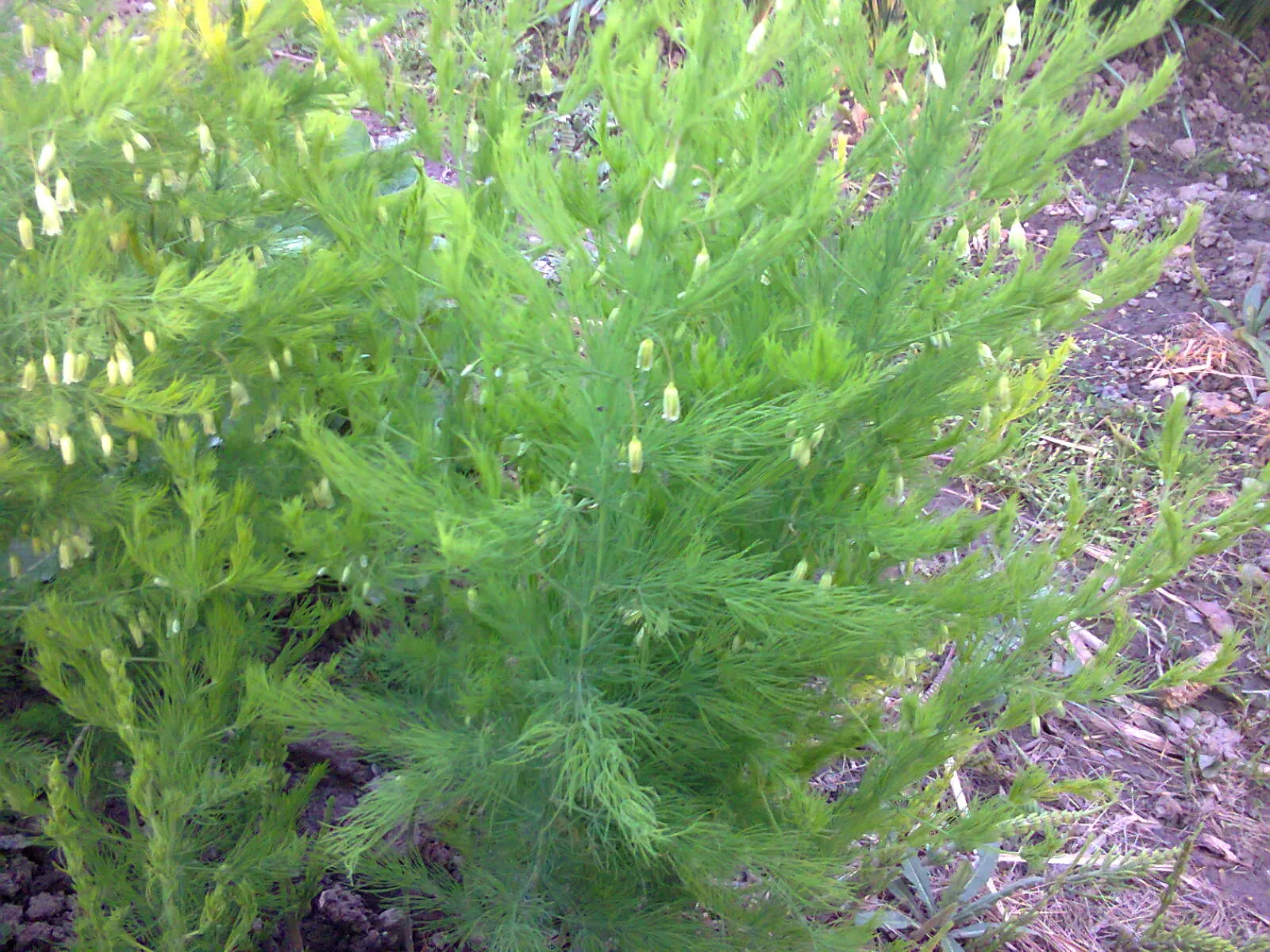 Edible Asparagus (Asparagus Officinalis) — white flowers in the garden