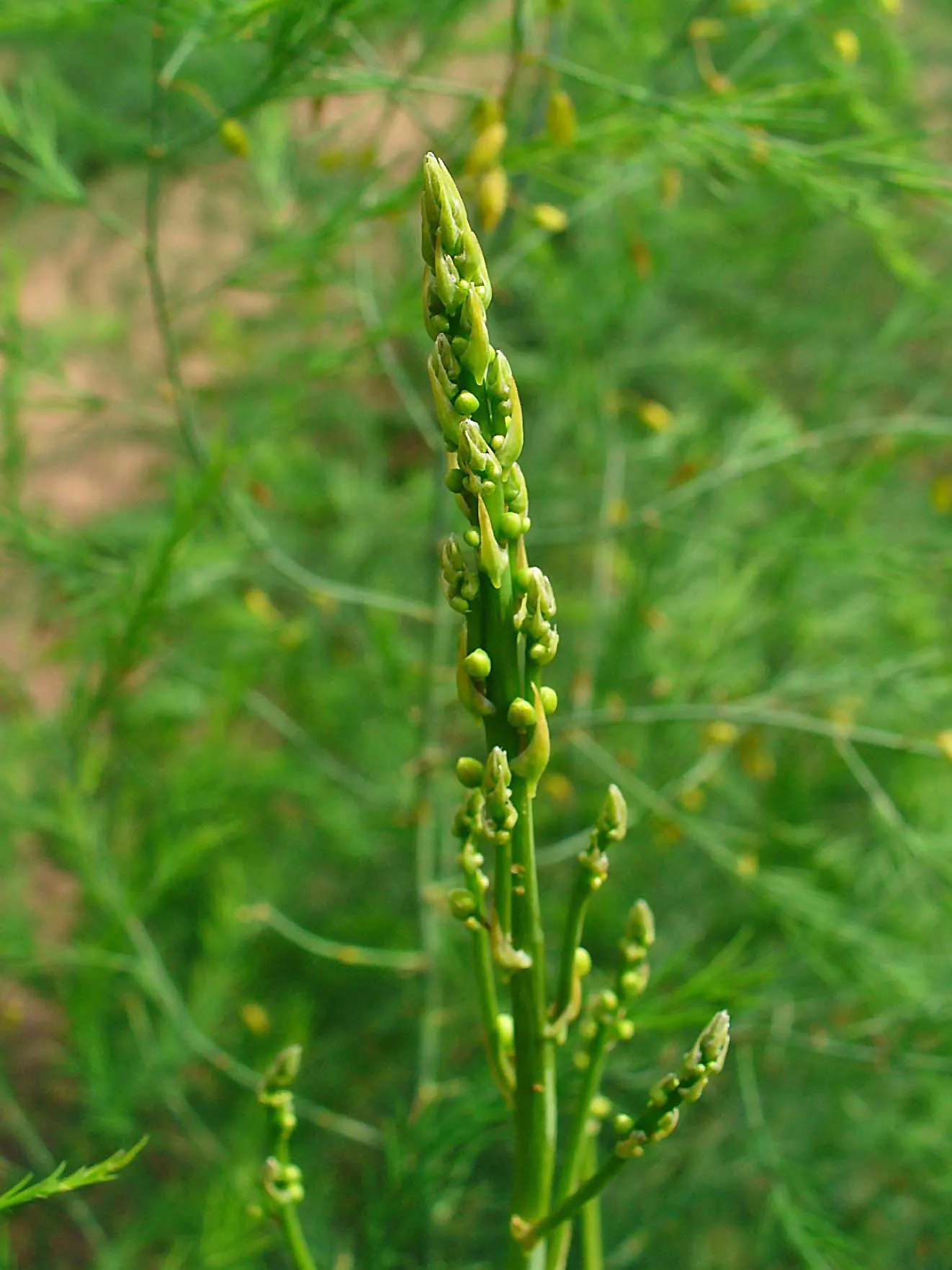 Edible Asparagus (Asparagus Officinalis) — preferring full sunlight to partial shade; reaching a mature height of 4 to 5 feet with a spread of 2 to, image 84