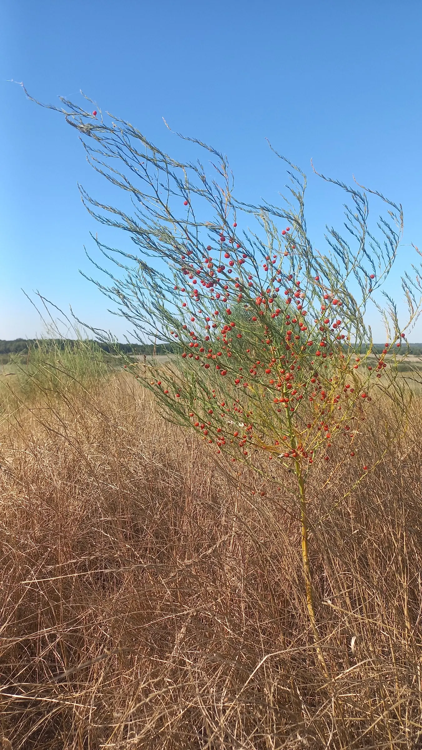 Edible Asparagus (Asparagus Officinalis) — It can also serve as an attractive seasonal screen