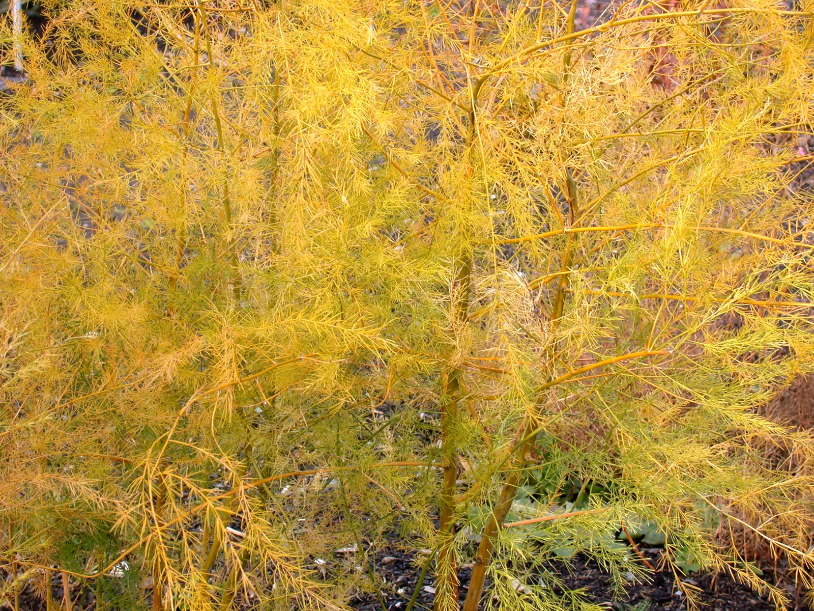 Edible Asparagus (Asparagus Officinalis) — and well-drained soil.<br><br>For optimal growth; this spacing ensures that the extensive root system, image 61