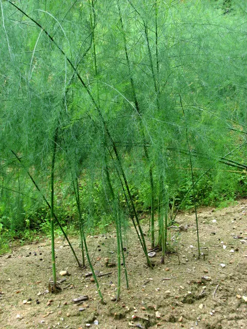 Edible Asparagus (Asparagus Officinalis) — Department of Agriculture plant hardiness zones 3 through 8