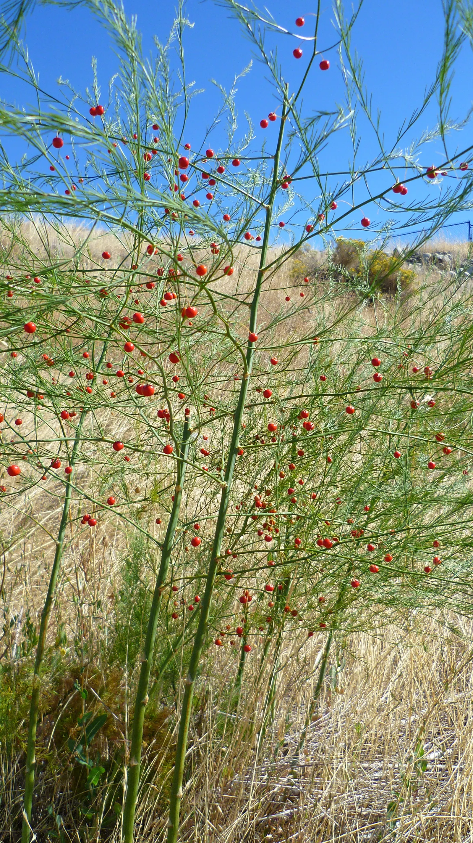 Edible Asparagus (Asparagus Officinalis) — Cultivated for its tender shoots or "spears," it thrives in full sun and well-drained soil; department of