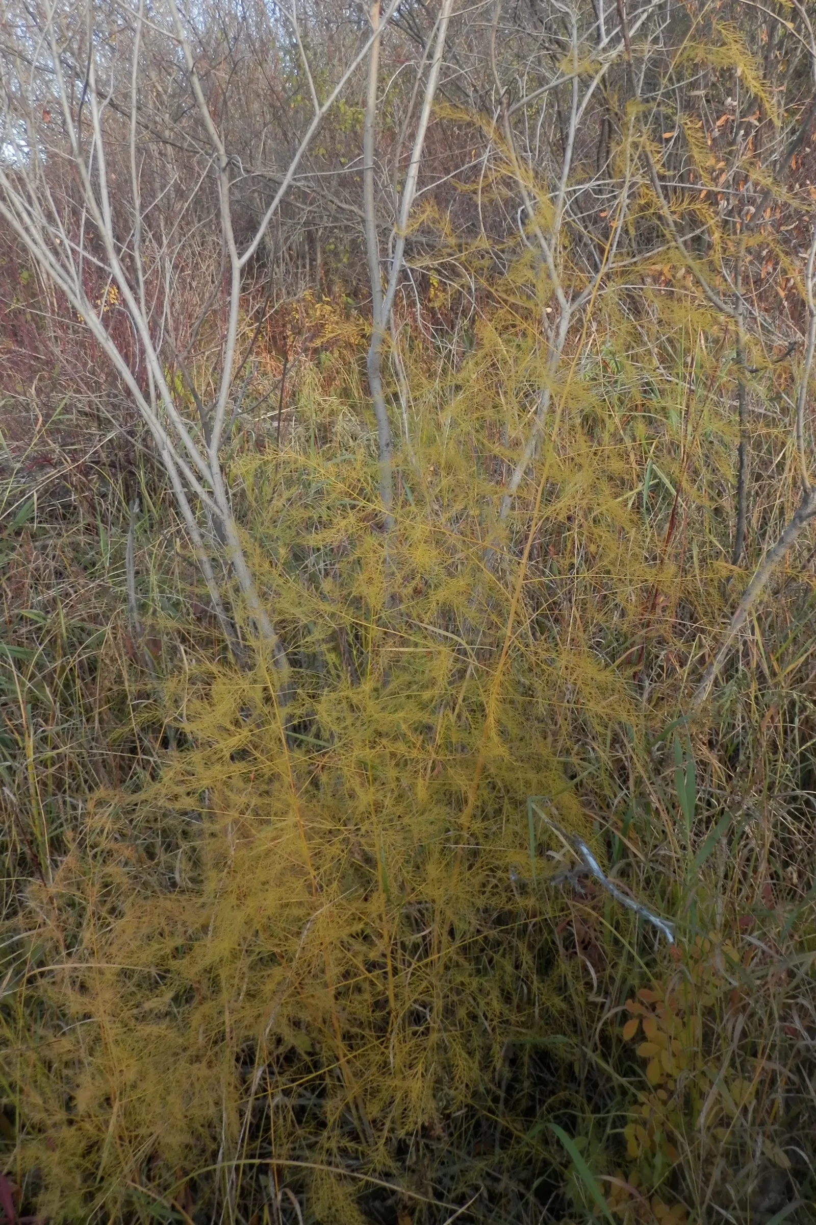 Edible Asparagus (Asparagus Officinalis) — Department of Agriculture plant hardiness zones 3 through 8; cultivated for its tender shoots or, image 107