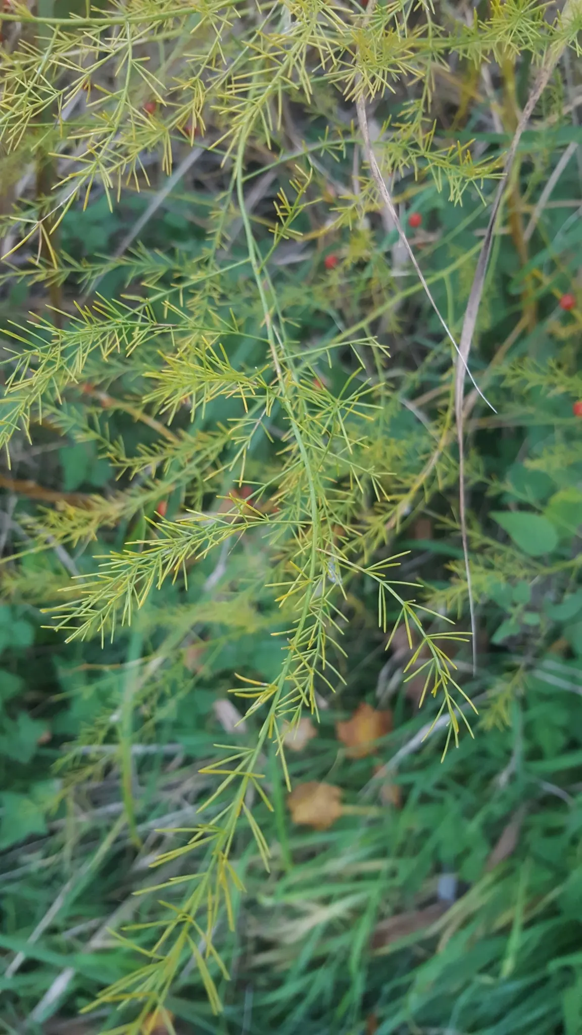 Edible Asparagus (Asparagus Officinalis) — commonly known as Edible Asparagus; white flowers in the garden, image 55