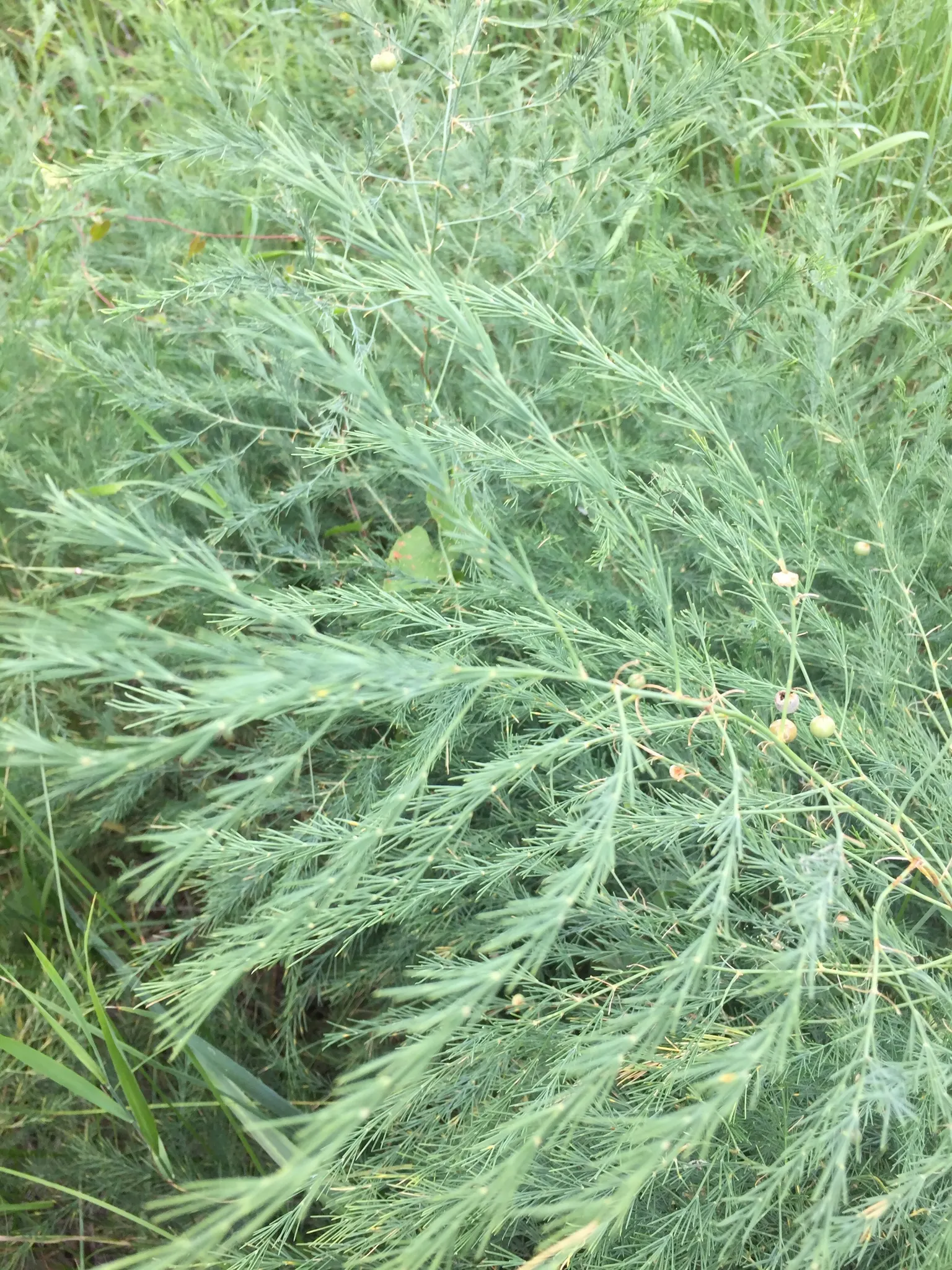 Edible Asparagus (Asparagus Officinalis) — vegetable with white blooms
