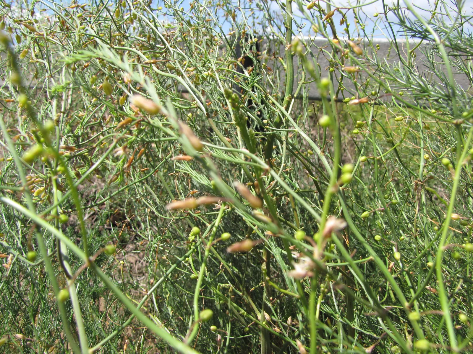 Edible Asparagus (Asparagus Officinalis) — white flowers in the garden; commonly known as Edible Asparagus, image 94
