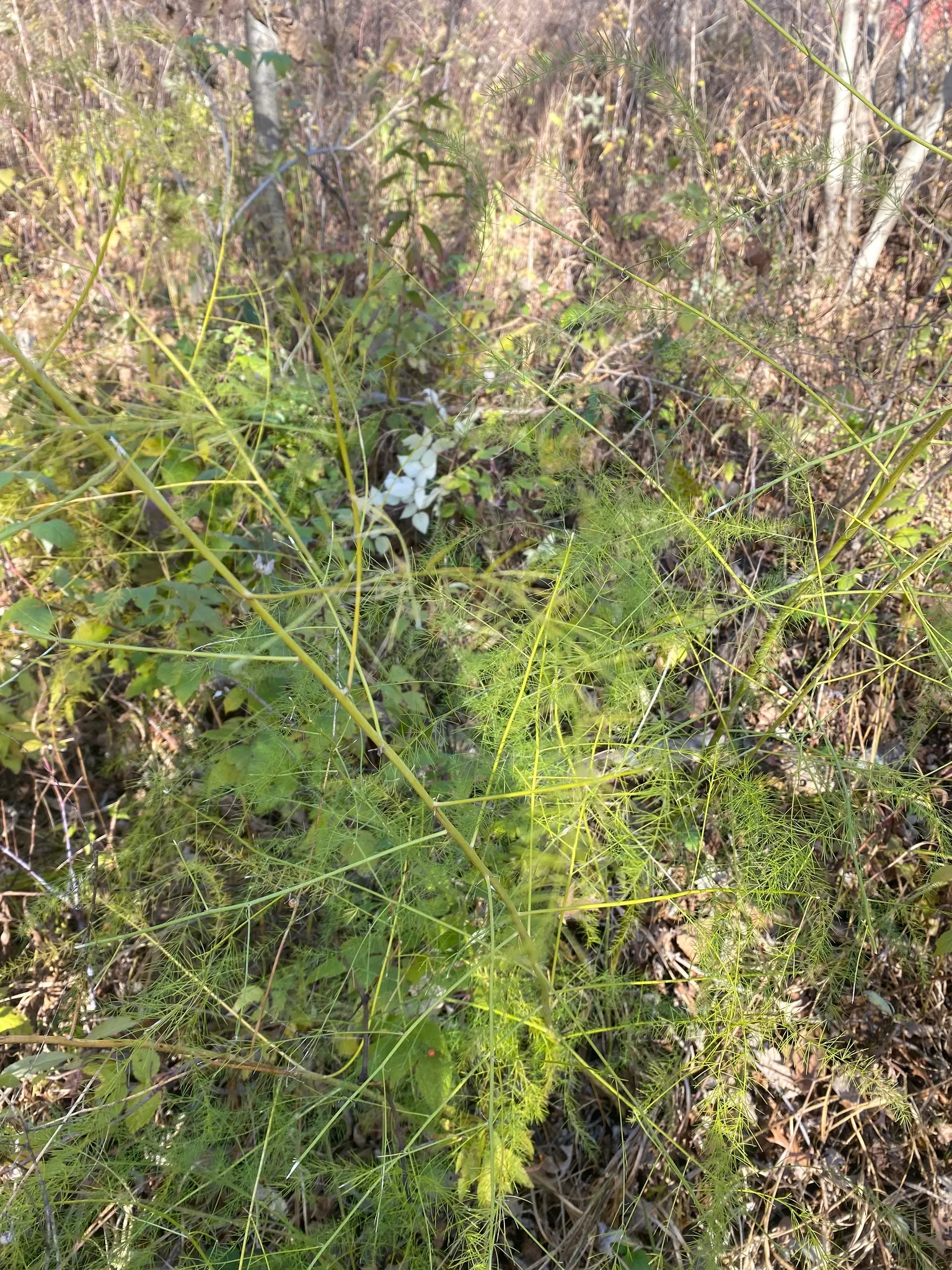 Edible Asparagus (Asparagus Officinalis) — achieving a height of 4-5 feet with fern-like foliage; asparagus officinalis, commonly known as Edible Asparagus, is