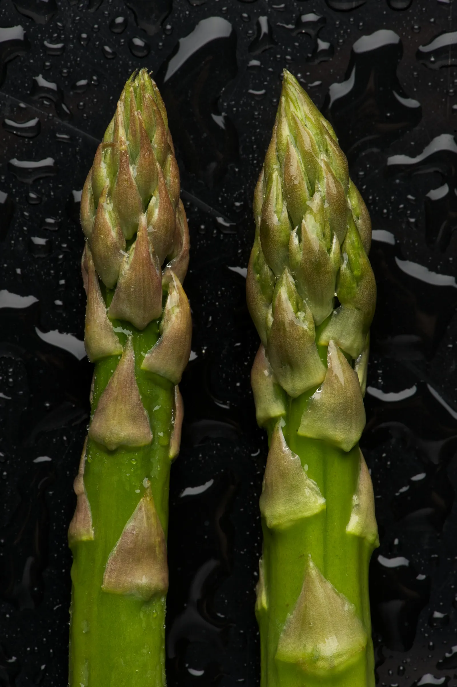 Edible Asparagus (Asparagus Officinalis) — Regular watering and a balanced fertilizer promote healthy growth; asparagus officinalis can be planted, image 65