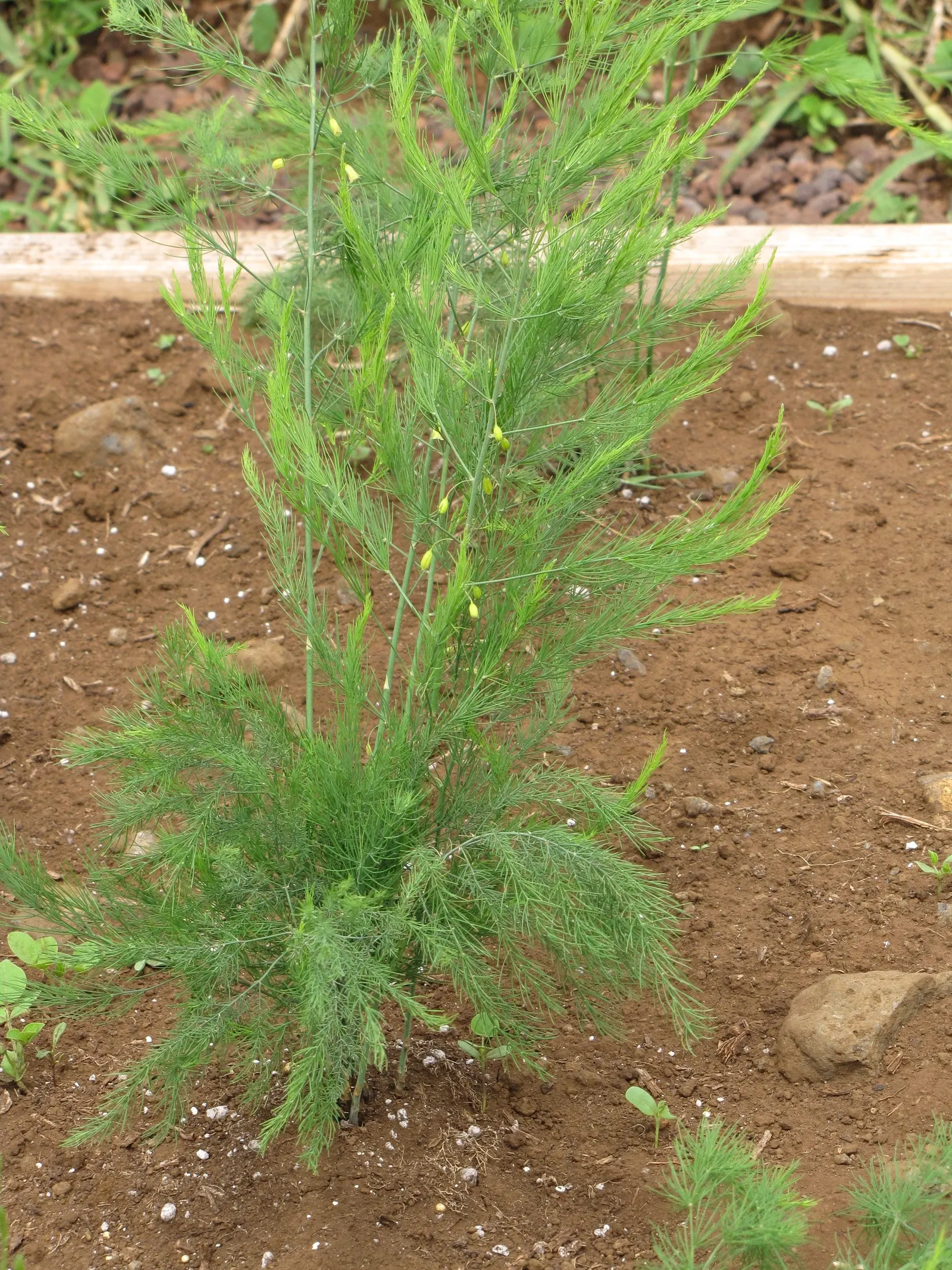Edible Asparagus (Asparagus Officinalis) — and well-drained soil.<br><br>For optimal growth