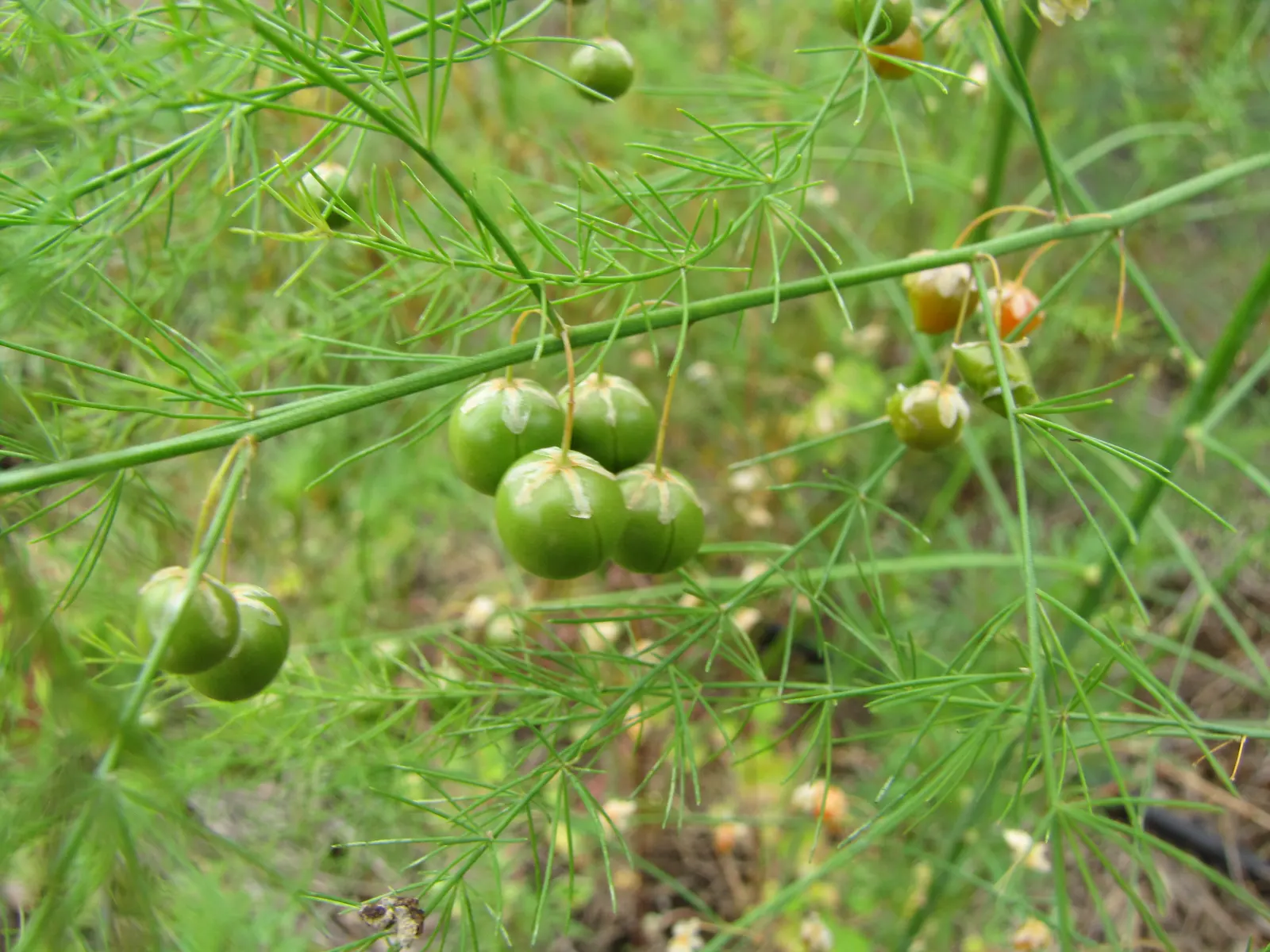 Edible Asparagus (Asparagus Officinalis) — This spacing ensures that the extensive root system has enough room to develop; and well-drained, image 112