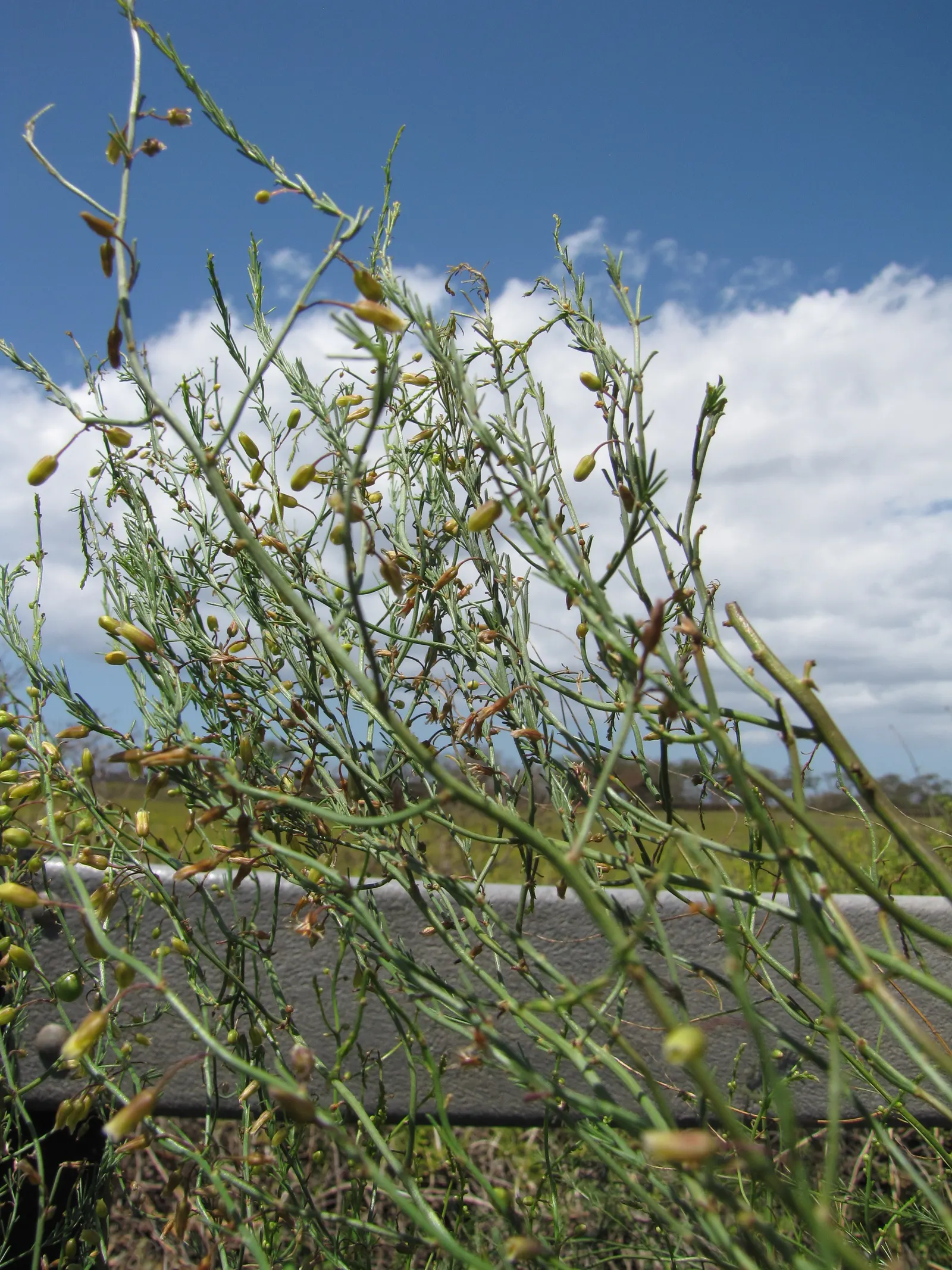 Edible Asparagus (Asparagus Officinalis) — is a perennial flowering plant species valued both for its culinary and ornamental virtues; zones 4-9, image 104