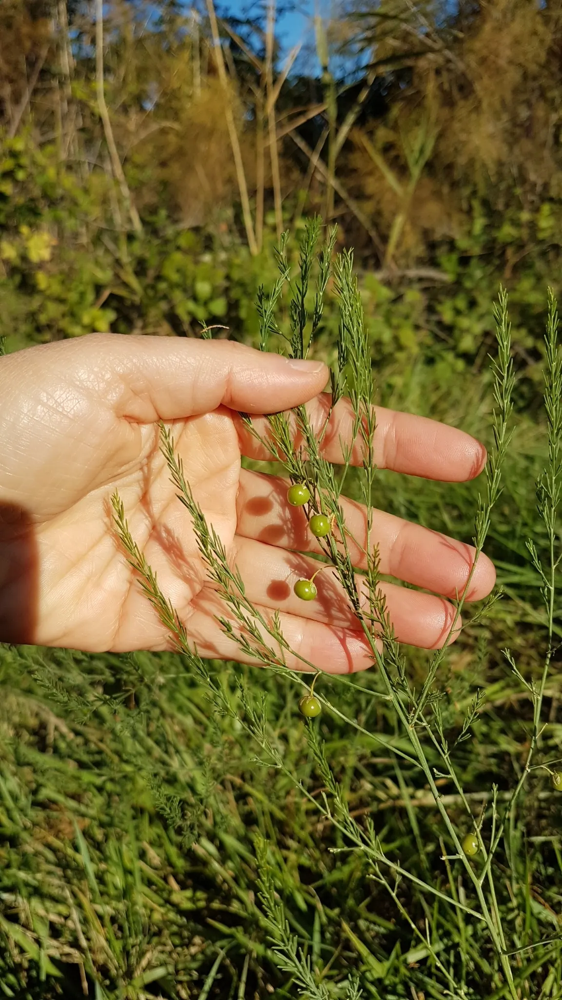 Edible Asparagus (Asparagus Officinalis) — and well-drained soil.<br><br>For optimal growth; this spacing ensures that the extensive root system has enough