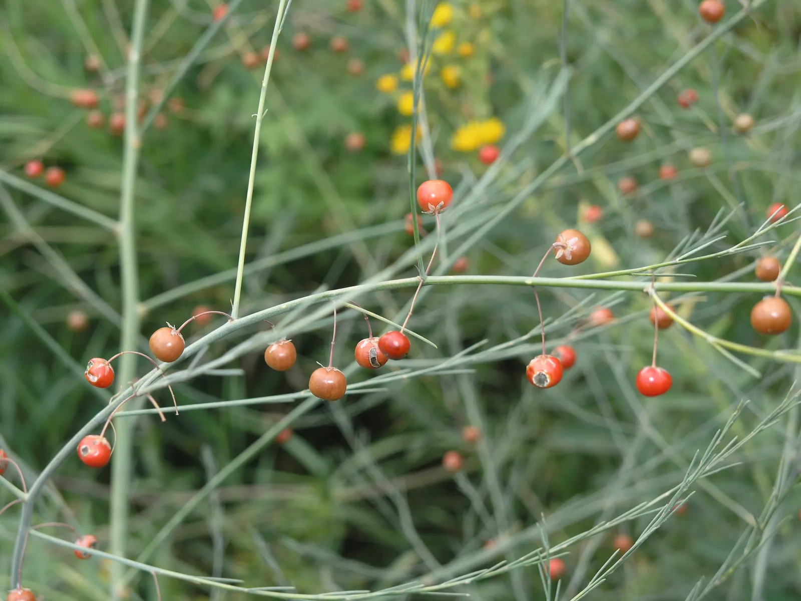 Edible Asparagus (Asparagus Officinalis) — plant crowns at a depth of approximately 6 to 8 inches below the soil surface; vegetable with white blooms