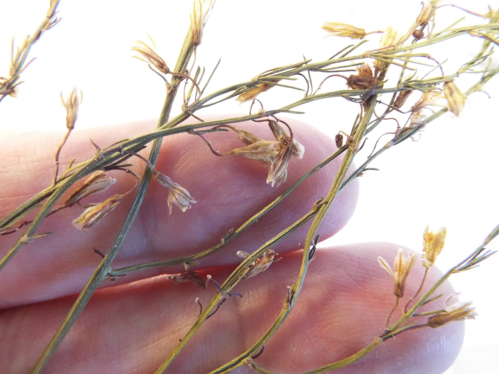 Edible Asparagus (Asparagus Officinalis) — preferring full sunlight to partial shade