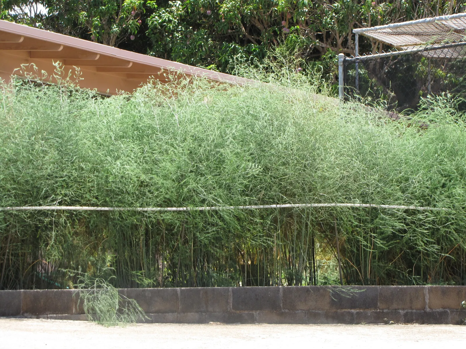 Edible Asparagus (Asparagus Officinalis) — preferring full sunlight to partial shade; reaching a mature height of 4 to 5 feet with a spread of 2 to, image 60