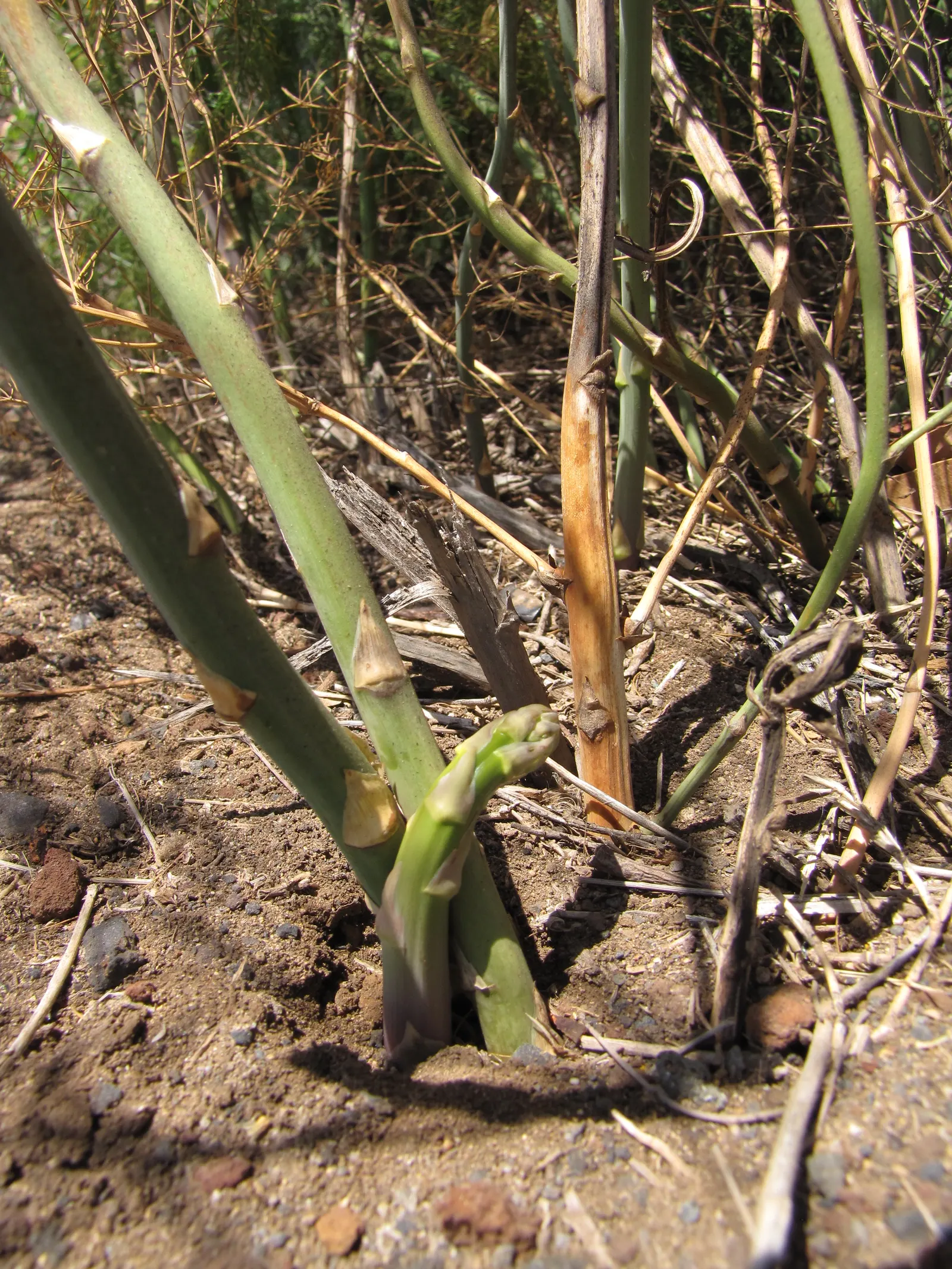 Edible Asparagus (Asparagus Officinalis) — Cultivated for its tender shoots or "spears," it thrives in full sun and well-drained soil; department of, image 50