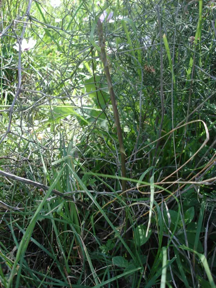 Edible Asparagus (Asparagus Officinalis) — vegetable for full or half or shade; it can also serve as an attractive seasonal screen, image 72