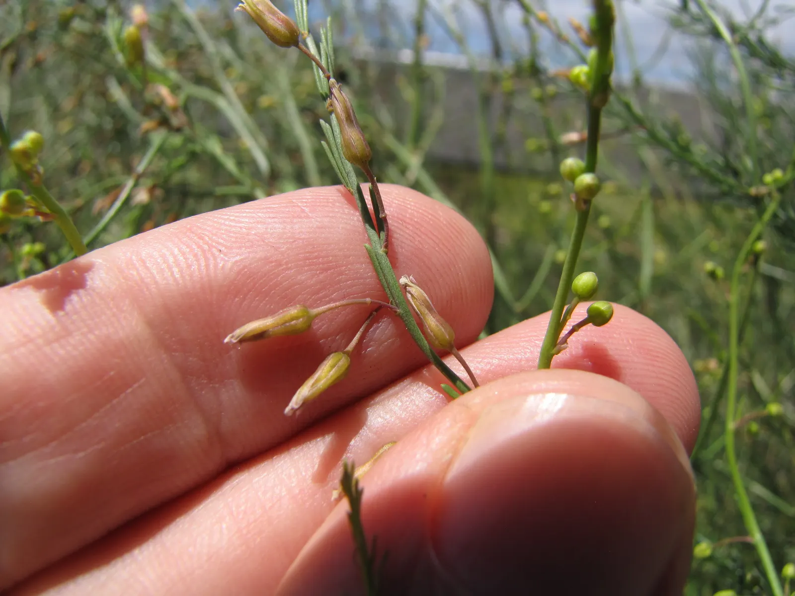 Edible Asparagus (Asparagus Officinalis) — vegetable with white blooms; plant crowns at a depth of approximately 6 to 8 inches below the soil, image 71