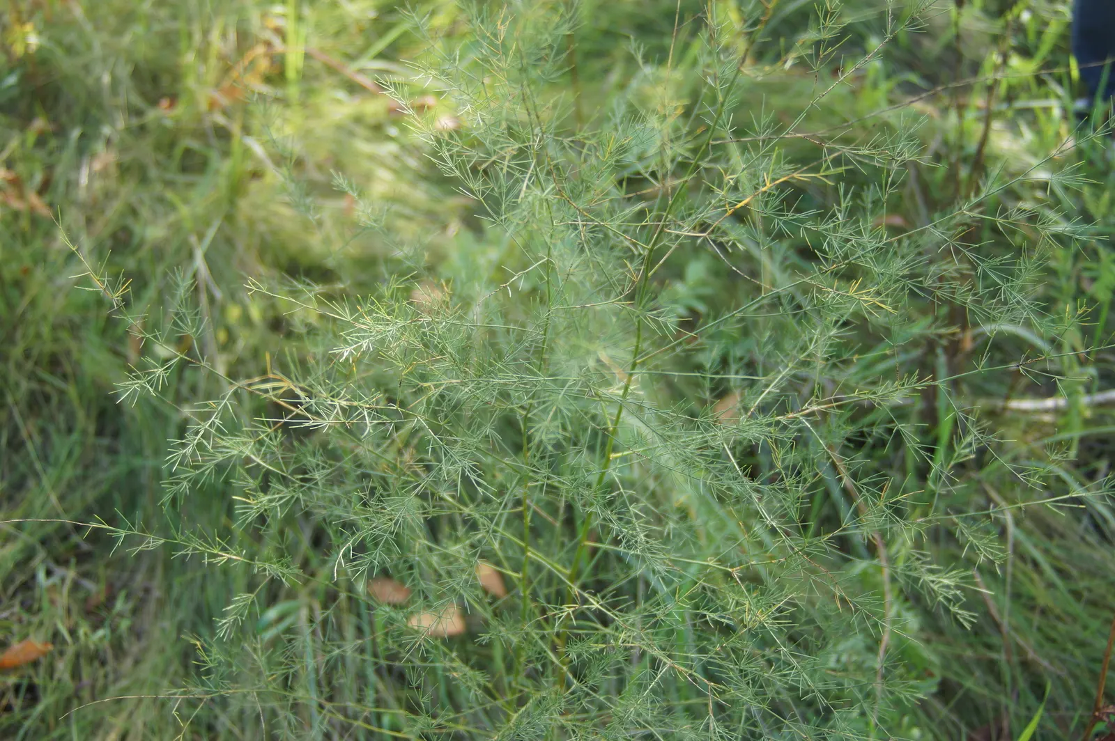 Edible Asparagus (Asparagus Officinalis) — Regular watering and a balanced fertilizer promote healthy growth; asparagus officinalis can be planted in a