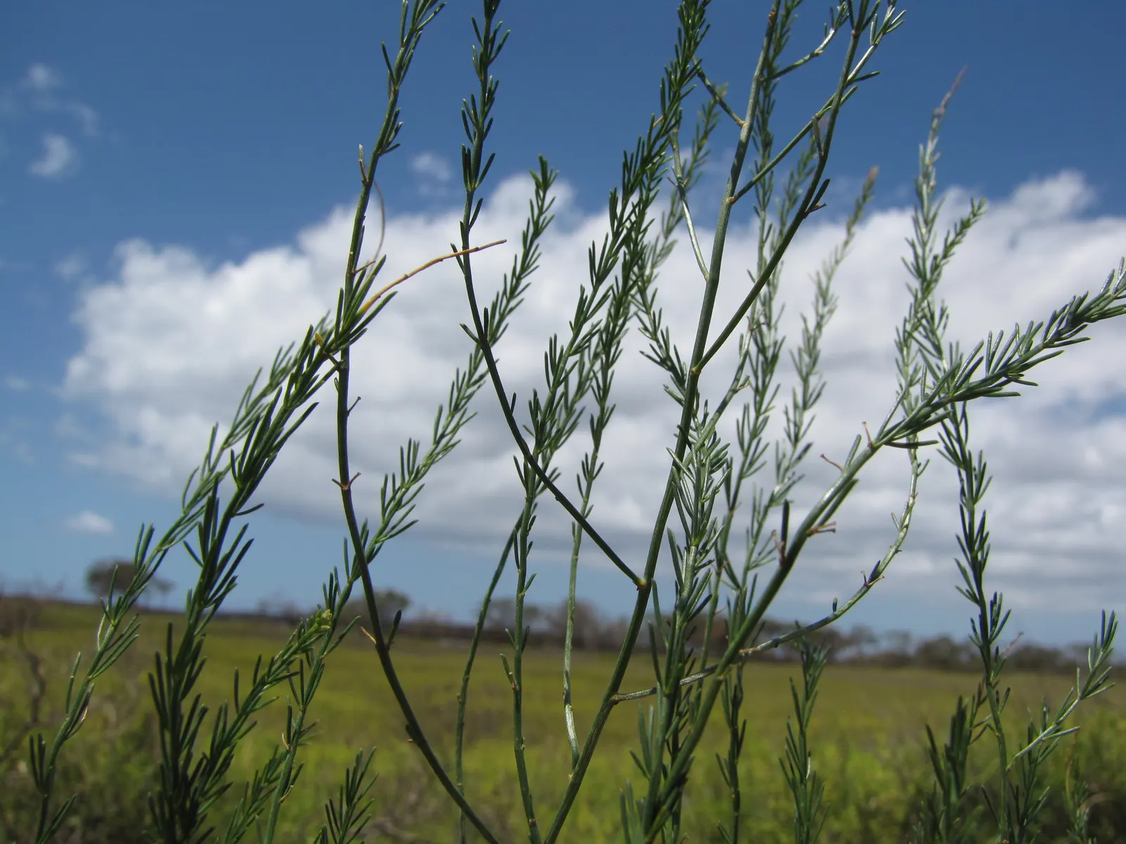 Edible Asparagus (Asparagus Officinalis) — is a perennial flowering plant species valued both for its culinary and ornamental virtues; zones 4-9, image 80
