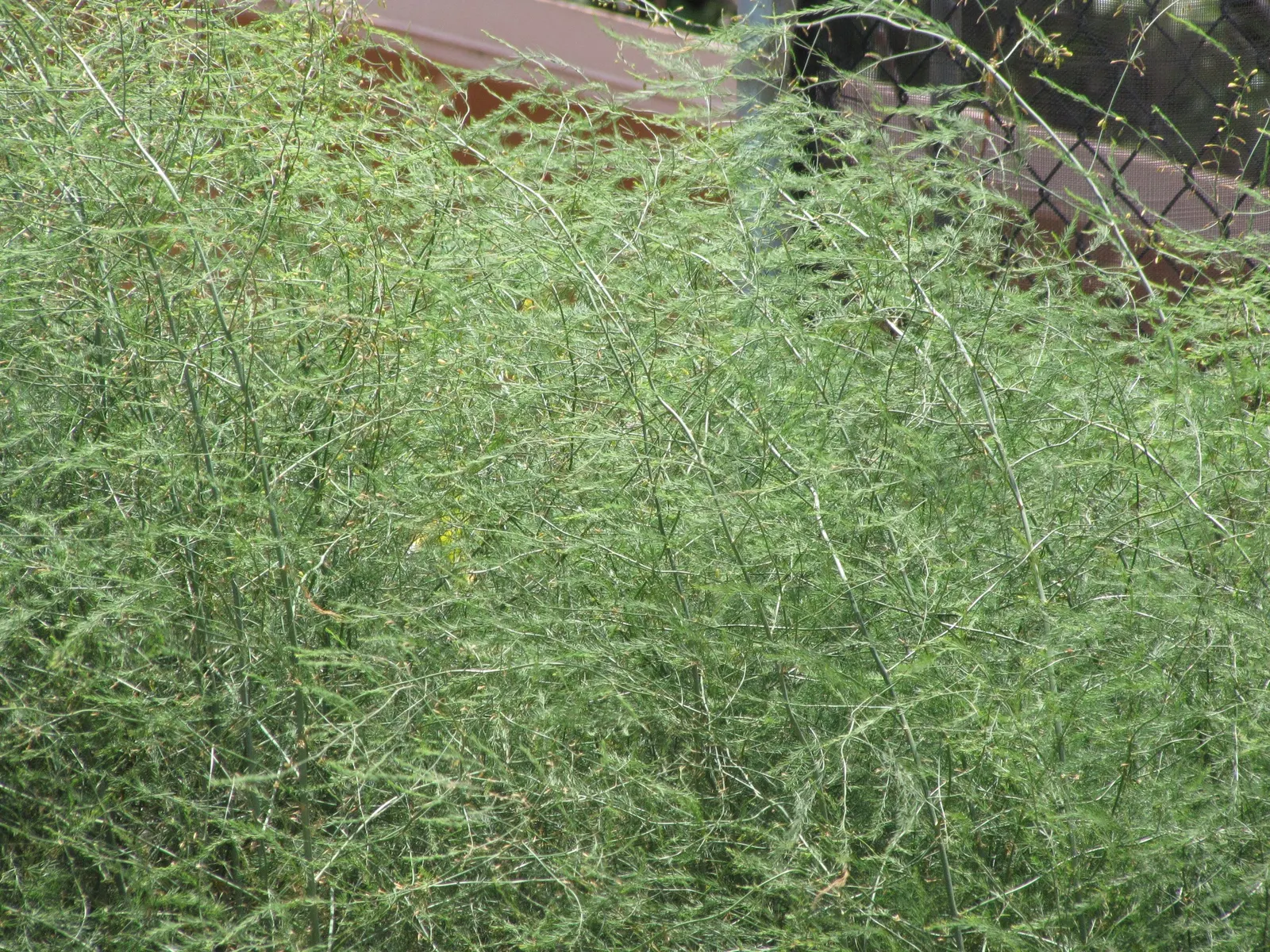 Edible Asparagus (Asparagus Officinalis) — Asparagus officinalis, commonly known as Edible Asparagus, is a perennial flowering plant; achieving a, image 73