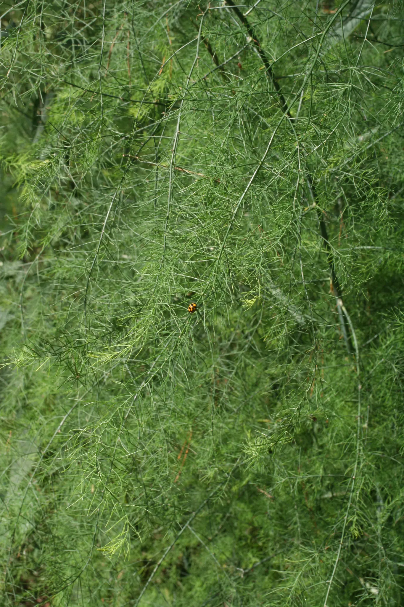Edible Asparagus (Asparagus Officinalis) — Reaching a mature height of 4 to 5 feet with a spread of 2 to 3 feet